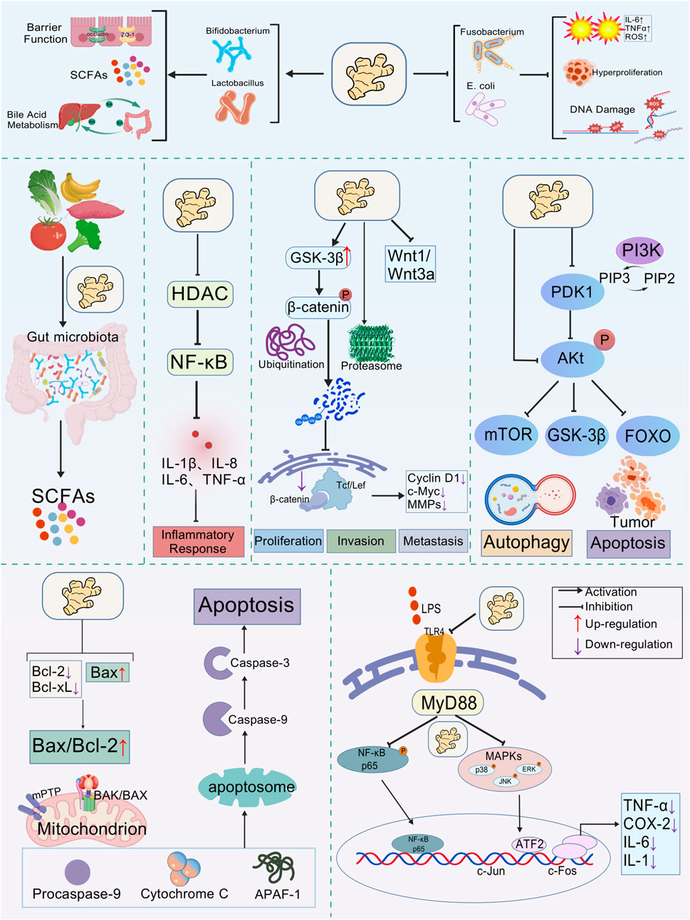 Illustration depicting the effects of curcumin on cellular pathways related to gut microbiota, inflammation, apoptosis, and tumor suppression. The figure outlines pathways involving Bifidobacterium, Lactobacillus, and SCFAs for gut health, and shows interactions with components like β-catenin, NF-κB, and MyD88. Various pathways include effects on apoptosis, autophagy, and inflammatory responses. Activation, inhibition, up-regulation, and down-regulation are indicated with arrows.