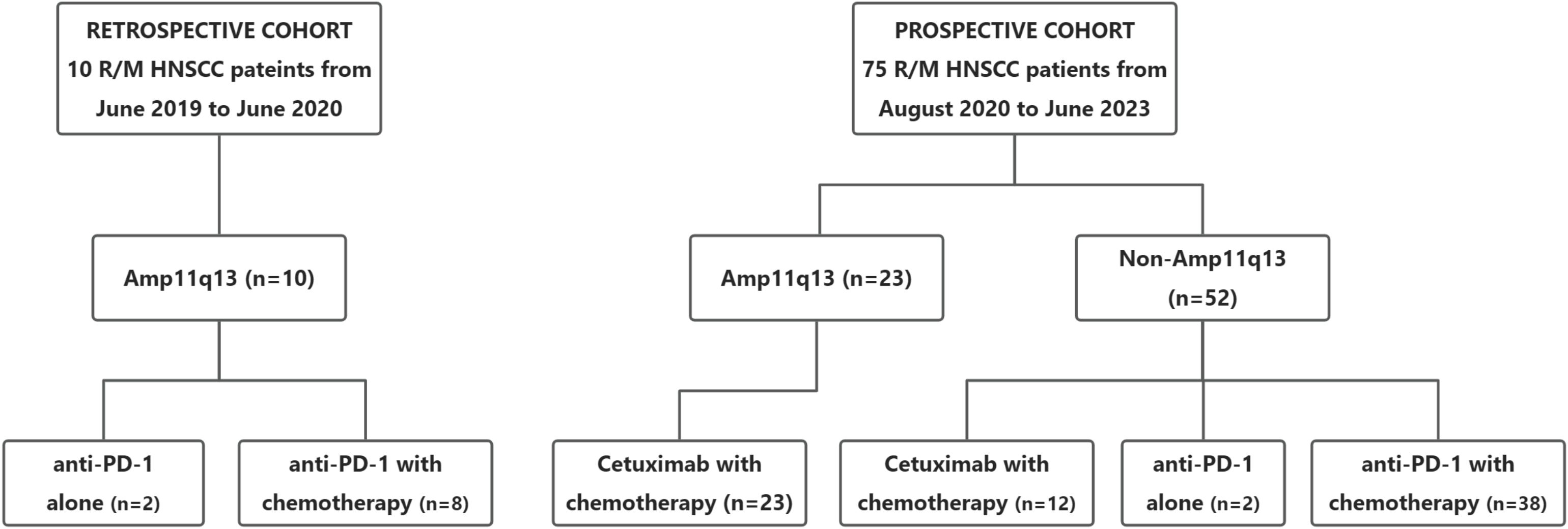 Flowchart compares retrospective and prospective cohorts of HNSCC patients. The retrospective cohort includes ten patients with Amp11q13, split into anti-PD-1 alone (n=2) and anti-PD-1 with chemotherapy (n=8). The prospective cohort has 75 patients divided into Amp11q13 (n=23), with Cetuximab (n=23), and Non-Amp11q13 (n=52), further split into Cetuximab with chemotherapy (n=12), anti-PD-1 alone (n=2), and anti-PD-1 with chemotherapy (n=38).
