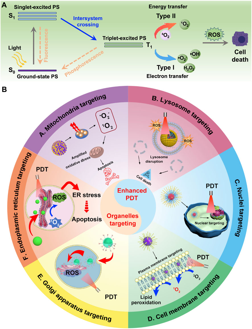 Diagram illustrating enhanced photodynamic therapy (PDT) via organelle targeting. Part A shows the process of energy and electron transfer in photosensitizers, leading to reactive oxygen species (ROS) production and cell death. Part B highlights six organelle targeting strategies: mitochondria, lysosomes, nuclei, cell membrane, Golgi apparatus, and endoplasmic reticulum, each with accompanying PDT processes, resulting in apoptosis or cell death.