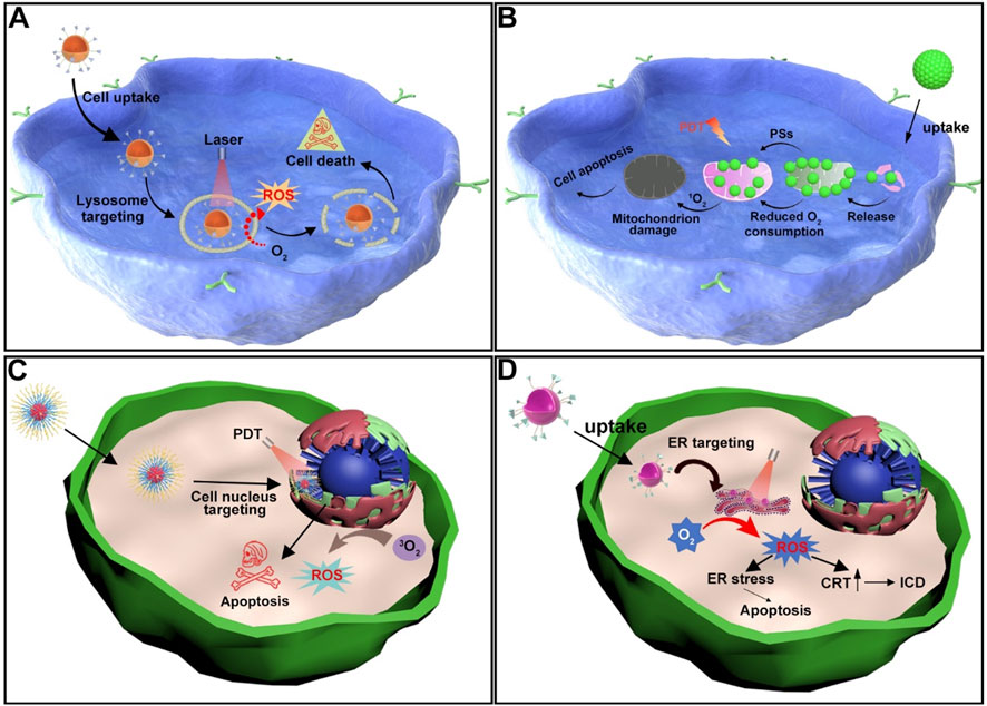 Four-panel diagram illustrating targeted photodynamic therapy in cells. Panel A shows lysosome targeting with cell uptake, laser activation, ROS generation, and cell death. Panel B displays mitochondrial targeting with cell uptake, photosensitizers (PSs) reducing oxygen consumption, leading to apoptosis. Panel C depicts nucleus targeting via photodynamic therapy (PDT) inducing ROS and apoptosis. Panel D illustrates endoplasmic reticulum (ER) targeting, showing uptake, ROS generation, ER stress, and apoptosis, promoting immunogenic cell death (ICD).