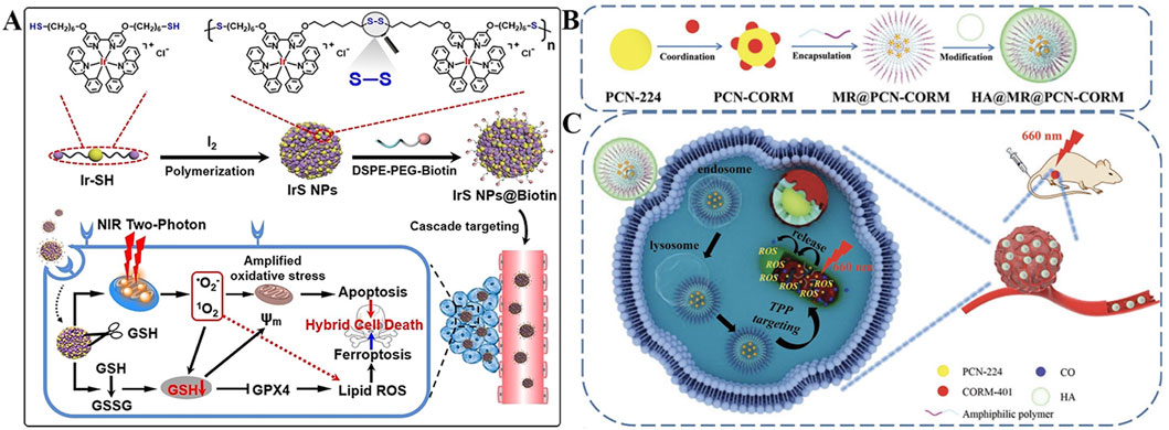 Diagram showing a multi-step nanoparticle delivery system. Panel A illustrates the polymerization of Iridium-SH to form IrS nanoparticles (NPs), coated with DSPE-PEG-Biotin for targeted therapy. NIR two-photon excitation leads to oxidative stress, inducing hybrid cell death via apoptosis and ferroptosis. Panel B outlines the coordination and encapsulation of PCN-224 and PCN-CORM with amphiphilic polymers. Panel C depicts cellular uptake, ROS release triggered by 660 nm light, and TPP targeting within cells for enhanced therapeutic effect. A mouse model demonstrates the application of the system in vivo.