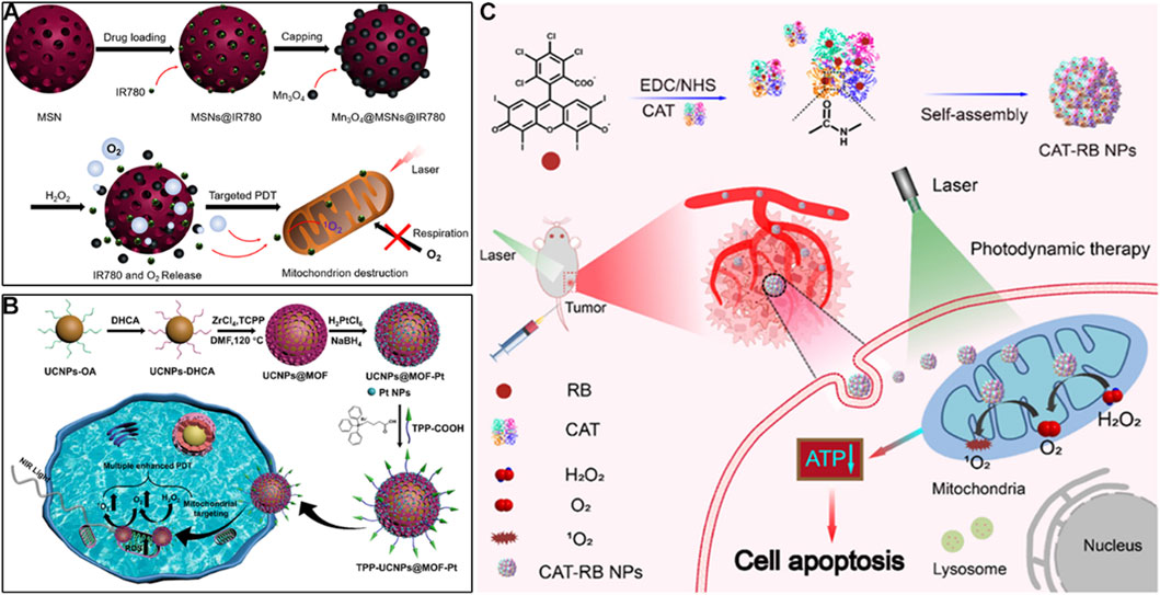 Illustration of nanoparticle-based photodynamic therapy mechanisms. Panel A shows MSN particles loaded with IR780, catalyzing oxygen release for targeted mitochondrial destruction. Panel B depicts UCNPs undergoing modifications for mitochondrial targeting and enhanced PDT. Panel C illustrates self-assembly of CAT-RB nanoparticles, demonstrating laser-induced photodynamic therapy targeting tumors, leading to oxygen generation and cancer cell apoptosis via mitochondrial disruption.