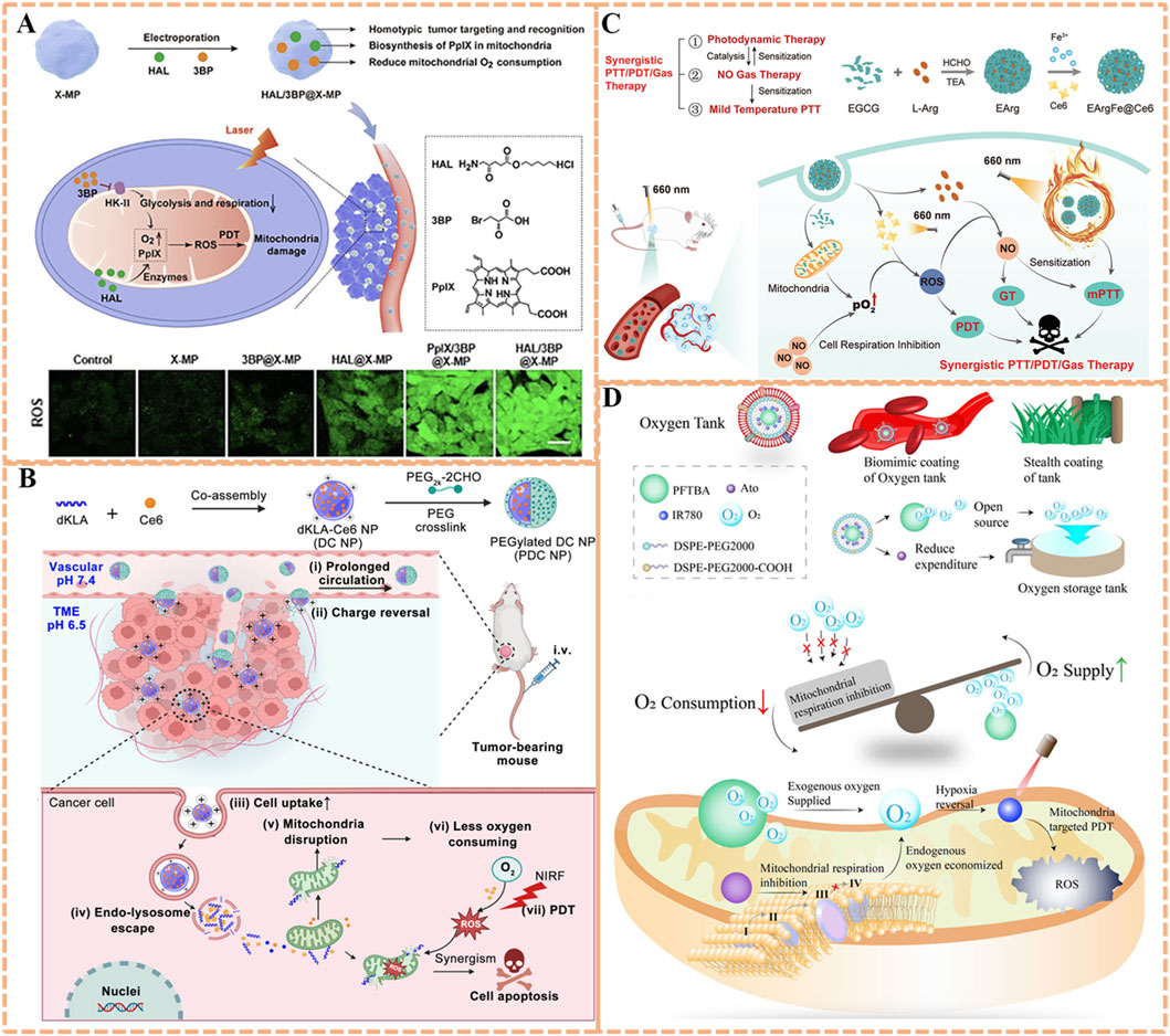 Scientific diagram illustrating mechanisms for tumor targeting and therapy. Panel A: Details homotypic tumor targeting, mitochondrial biosynthesis, and ROS production with components including HAL and 3BP. Panel B: Shows tumor treatment process with co-assembled NPs, circulation, charge reversal, and cell apoptosis steps. Panel C: Depicts synergetic therapy combining photodynamic, NO gas, and mild temperature therapies with mitochondrial targeting. Panel D: Illustrates oxygen tank concept for mitochondrial respiration inhibition and enhanced O2 supply to reverse hypoxia and boost therapy effectiveness, including a biomimetic coating strategy.