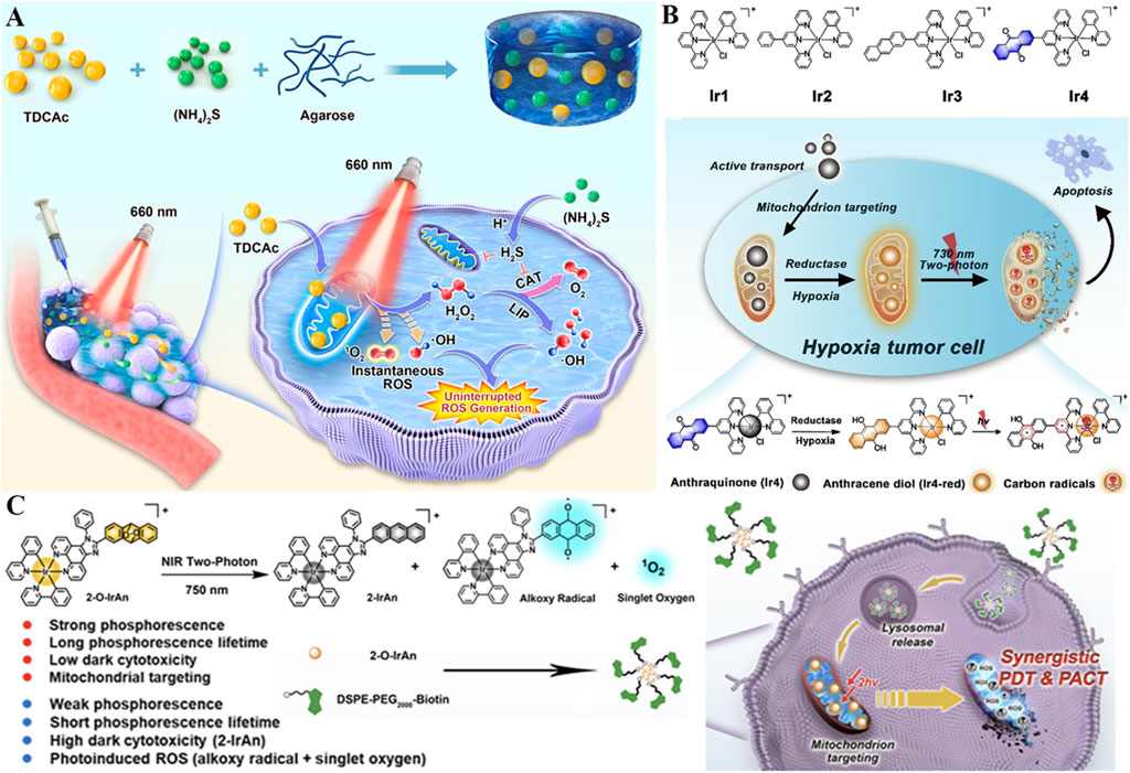 Scientific illustration composed of three panels. Panel A shows a scheme of a reaction involving TDCAC, ammonium sulfide, and agarose to form a composite. A red light at 660 nanometers induces ROS generation in cells. Panel B depicts chemical structures and the process in hypoxia tumor cells, including active transport, mitochondrial targeting, and apoptosis triggered by Ir complexes and anthraquinone. Panel C illustrates the properties of 2-O-IrAn with a focus on phosphorescence and ROS generation for photodynamic therapy, showing molecular interactions and targeting within cells.