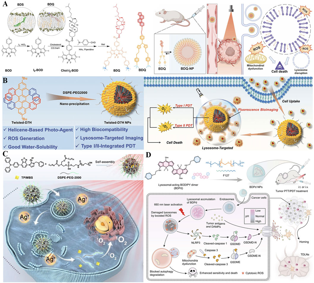 A multi-panel scientific diagram illustrating different components and processes of nanoparticle-based therapy. Panel A shows chemical structures and a mouse model illustrating nanoparticle uptake and reactive oxygen species (ROS) generation. Panel B highlights the structure of a helicene-based photo-agent and its applications in imaging and therapy. Panel C depicts self-assembly of compounds and their cellular interaction with silver ions. Panel D describes a lysosomal-targeted therapy mechanism using a BODIPY dimer with procedural steps and cellular effects. Labels detail mechanisms like lysosome disruption, ROS generation, and cellular imaging.