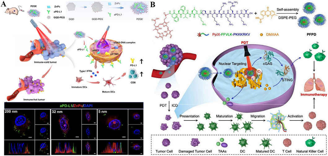 Diagram illustrating a cancer immunotherapy process. Panel A shows a sequence involving nanoparticles and immune response activation, transitioning from immune-cold to immune-hot tumors. Panel B displays molecular structures, self-assembly, and photodynamic therapy, highlighting nuclear targeting and cellular response. The bottom section features microscopic images indicating aPD-L1, ZnPc, and DAPI staining at various scales. Both panels emphasize immune cell activation and pathways leading to immunotherapy.