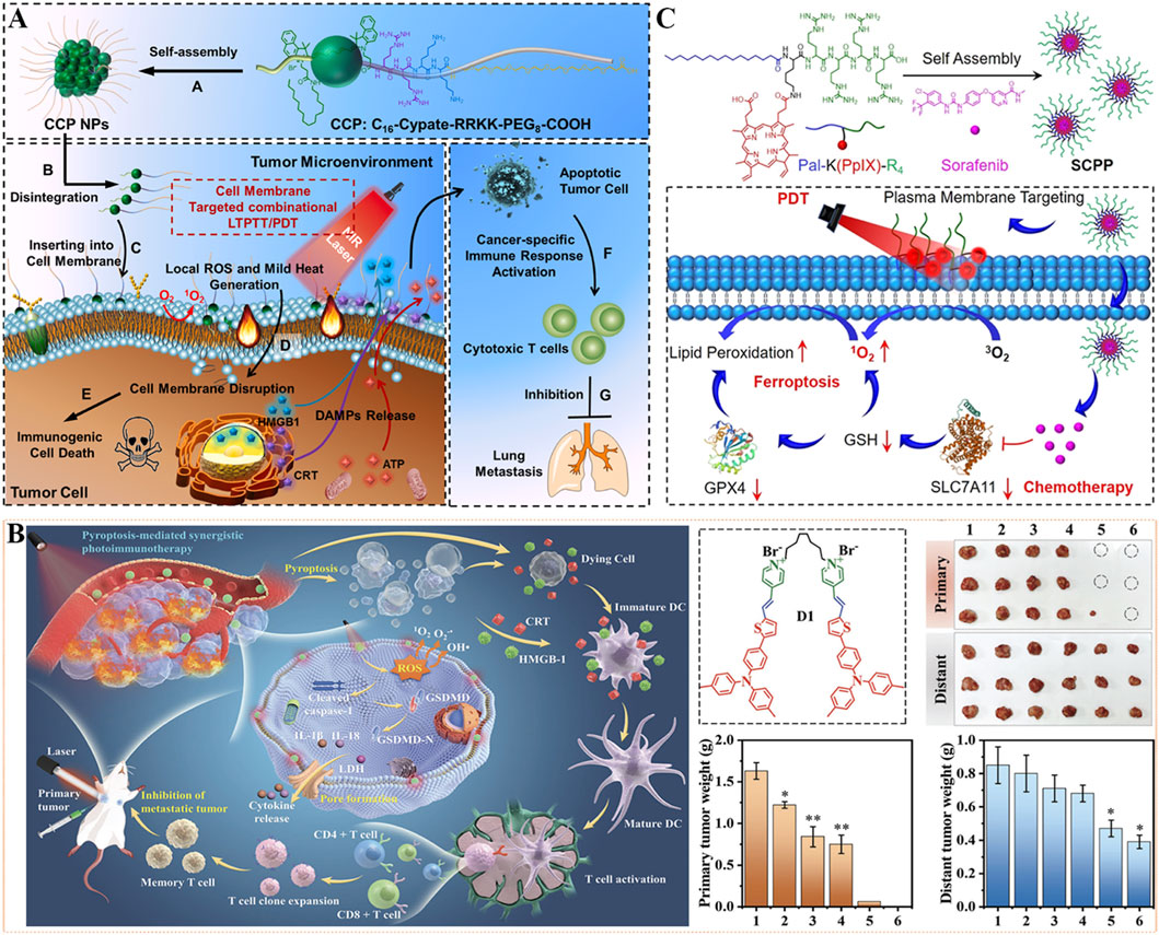 Diagram illustrating mechanisms of combinational therapy for cancer treatment. Panel A displays nanoparticle self-assembly targeting tumor microenvironments for photothermal therapy (LTPPT/PDT) inducing cell death and immune response activation. Panel B shows a depiction of pyropotosis-mediated synergistic photoimmunotherapy via reactive oxygen species and immune cell activation. Panel C details self-assembly nanoparticles for chemotherapy, highlighting plasma membrane targeting and ferroptosis. Additional graphs and tumor images show treatment efficacy in mice.