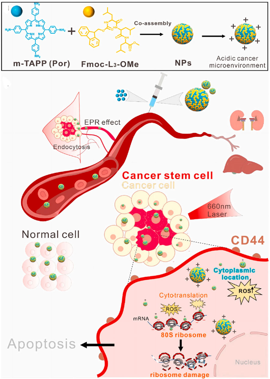 Diagram showing a molecular process involving m-TAPP and Fmoc-L3-OMe forming nanoparticles (NPs) in an acidic cancer microenvironment. These NPs enter cancer stem cells via the enhanced permeability and retention (EPR) effect, aided by endocytosis. A 660 nm laser activates cytoplasmically located NPs within cancer cells, generating reactive oxygen species (ROS) that damage ribosomes, leading to apoptosis. Normal cells remain unaffected.
