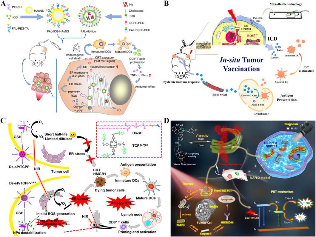 Infographic illustrating a multi-panel strategy for in-situ tumor vaccination, focusing on ER-targeting and stress response. Panel A depicts nanoparticle construction and immunogenic cell death. Panel B outlines the systemic immune response using microfluidic technology. Panel C describes the mechanisms of ER stress and immune cell activation via reactive oxygen species. Panel D highlights diagnostic and therapeutic applications, showing fluorescence imaging for monitoring viscosity and stress responses. Each panel integrates cellular and molecular components to illustrate the process of inducing an antitumor immune response.