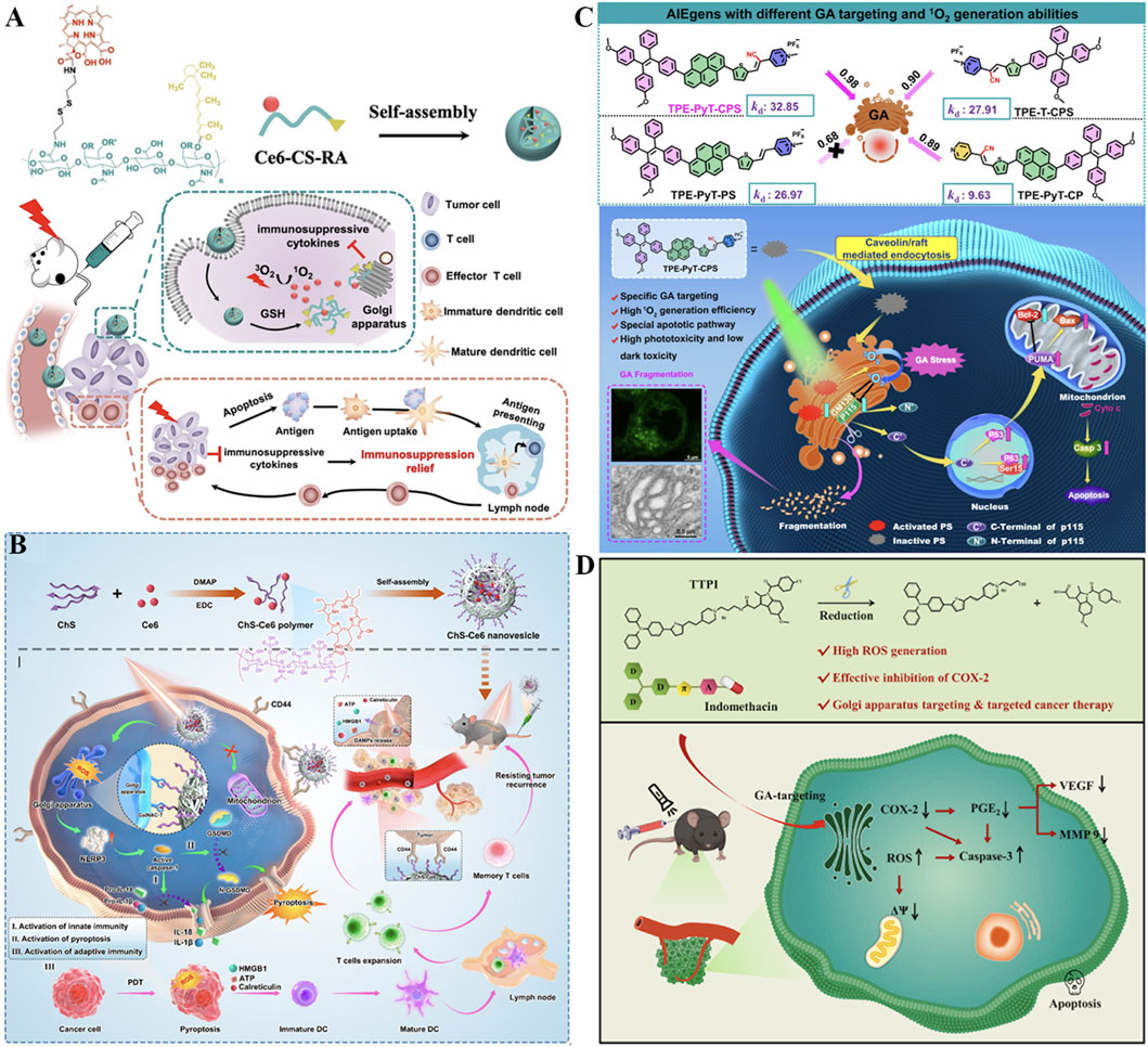 Schematic illustration divided into four sections (A, B, C, D), detailing various nanotechnology approaches for targeting tumor immunity and generating reactive oxygen species (ROS). Section A shows self-assembly of Ce6-CS-RA molecules for tumor and immune cell interaction. Section B highlights ChS-Ce6 nanoscale delivery for dendritic cell maturation and T cell activation. Section C describes AIEgens with targeting and \( ^1O_2 \) generation abilities, involving mitochondria and apoptosis. Section D demonstrates TTF1 and indomethacin's role in ROS generation and COX-2 inhibition for targeted cancer therapy. Each panel includes chemical structures, pathways, and cellular diagrams.