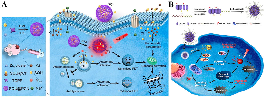 Diagram of a photodynamic therapy mechanism in cancer treatment. Part A shows a process involving nanoparticles penetrating cell membranes, promoting autophagy inhibition, and inducing apoptosis. Part B illustrates host-guest interactions leading to self-assembly for inhibiting metastasis and enhancing apoptosis via reactive oxygen species. Various components such as TCPP, SQU, and PEG-b-PMPC are highlighted. The process involves photodynamic therapy, hypoxia relief, and starving therapy, resulting in increased efficacy in cancer treatment. Key elements like caspase activation, homeostatic perturbation, and mitochondrial targeting are also depicted.