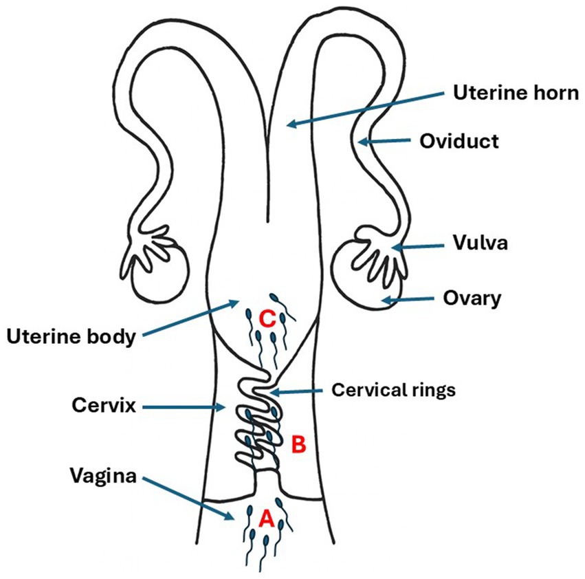 Diagram of a reproductive system, showing uterine horns, oviducts, ovaries, vulva, uterine body, cervix, cervical rings, and vagina. Labeled points A, B, and C indicate sperm deposition site.