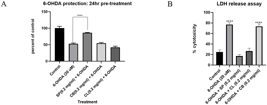 Bar graphs comparing the effects of different treatments. Graph A shows the percentage of control for 6-OHDA protection after 24-hour pretreatment across various conditions, with a significant decrease observed with specific treatments. Graph B depicts LDH release assay results, indicating cytotoxicity percentages for different treatments, with noticeable increases in specific conditions. Both graphs compare control, 6-OHDA alone, and combinations with SP and CL. Significant differences are marked with asterisks.