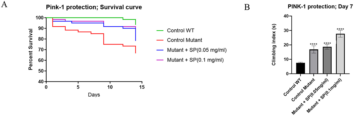 Graphical data with two panels. Panel A shows a survival curve labeled “Pink-1 protection; Survival curve” with percent survival over fifteen days. Green represents Control WT, red is Control Mutant, blue is Mutant + SP (0.05 mg/ml), and pink is Mutant + SP (0.1 mg/ml). The green line is highest, followed by blue, pink, and red. Panel B depicts a bar chart titled “PINK-1 protection; Day 7” comparing climbing index across treatments. Control WT is lowest, Control Mutant is slightly higher, followed by Mutant + SP (0.05 mg/ml), and Mutant + SP (0.1 mg/ml) showing the highest index. Bars have significant stars: two stars for SP (0.05 mg/ml), three for SP (0.1 mg/ml), indicating statistical significance.