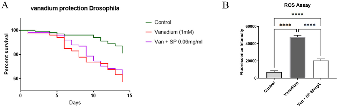 Panel A displays a line graph showing percent survival of Drosophila over 15 days. The green line represents control, red for vanadium (1 mM), and purple for vanadium plus SP (0.06 mg/ml), indicating decreased survival with vanadium treatments. Panel B is a bar chart labeled “ROS Assay” comparing fluorescence intensity of control, vanadium, and vanadium plus SP (80 mg/L). Vanadium shows the highest intensity, followed by vanadium plus SP, both significantly higher than control, indicated by asterisks.