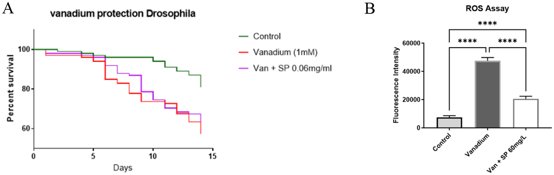 Panel A displays a line graph showing percent survival of Drosophila over 15 days. The green line represents control, red for vanadium (1 mM), and purple for vanadium plus SP (0.06 mg/ml), indicating decreased survival with vanadium treatments. Panel B is a bar chart labeled “ROS Assay” comparing fluorescence intensity of control, vanadium, and vanadium plus SP (80 mg/L). Vanadium shows the highest intensity, followed by vanadium plus SP, both significantly higher than control, indicated by asterisks.