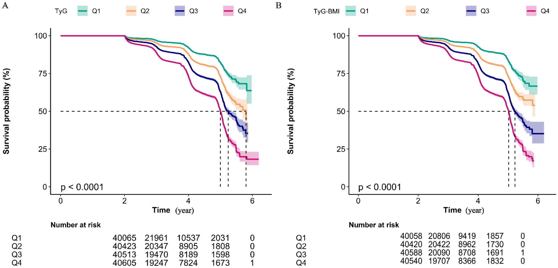 Two Kaplan-Meier survival curves labeled A and B. Graph A shows survival probability over time for TyG index across four quartiles, labeled Q1 to Q4, with Q1 having the highest probability and Q4 the lowest. Graph B presents similar data for the TyG-BMI index. Both graphs indicate a significant survival difference with a p-value less than 0.0001. Time is measured in years, and survival probability is shown as a percentage. Below each graph, the number at risk for Q1 to Q4 is listed at various time points.