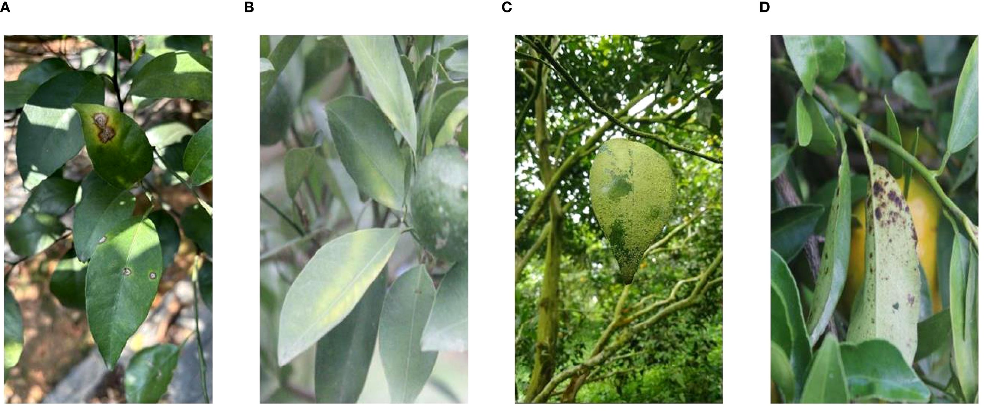 A: Leaf with dark brown, irregularly shaped lesions indicating disease. B: Leaf with light green chlorosis and a developing citrus fruit in the background. C: Yellowing, heavily speckled leaf hanging from a branch. D: Cluster of leaves with dark, irregular spots and another citrus fruit partially visible.