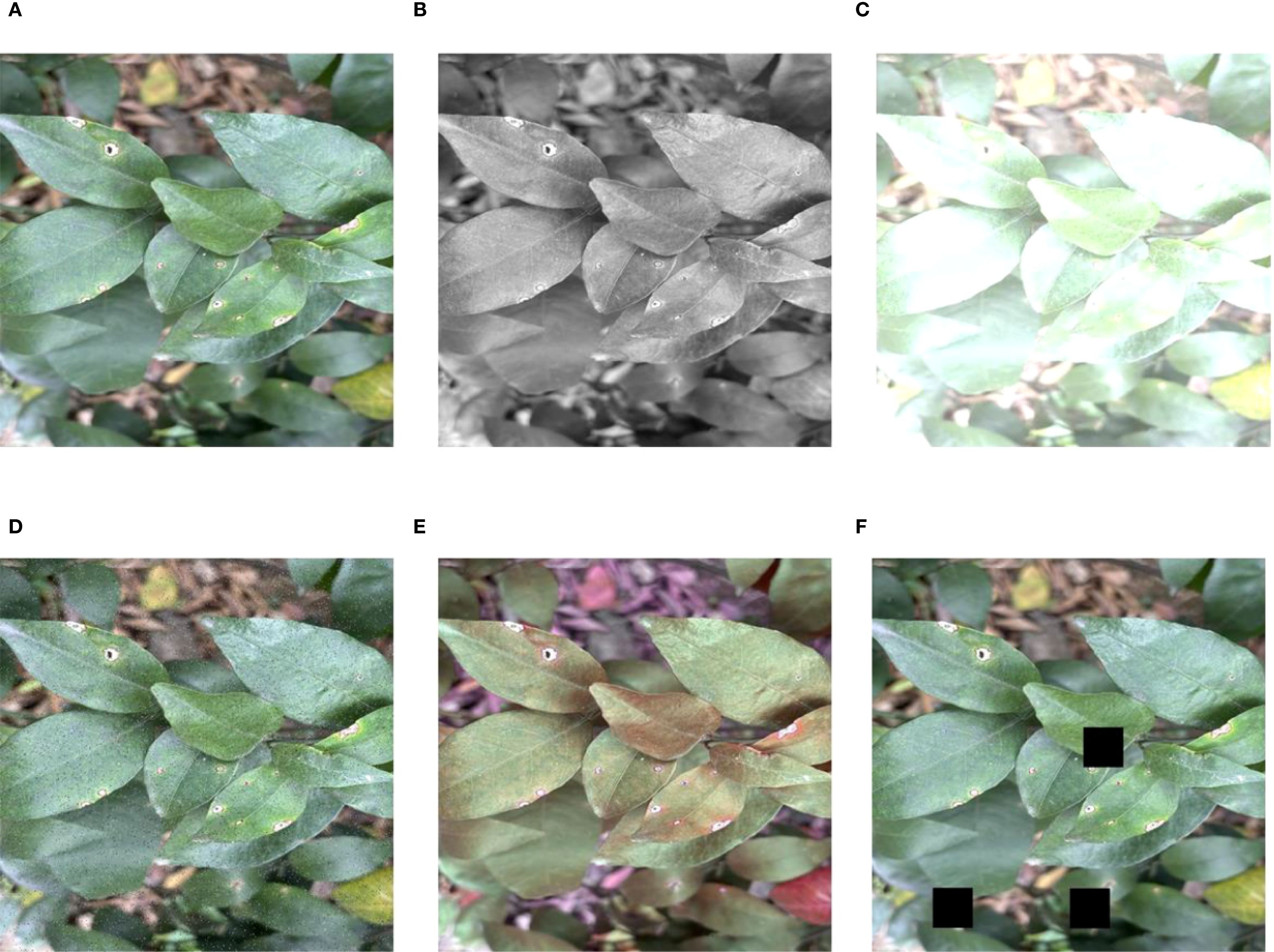 Six-panel image displaying green leaves with spots of varying conditions: A shows a clear view of the leaves; B is a grayscale version; C is a brightened version; D has added noise, creating a grainy texture; E shows altered color, adding purple and brown hues; F shows the leaves with blacked-out sections over some parts.