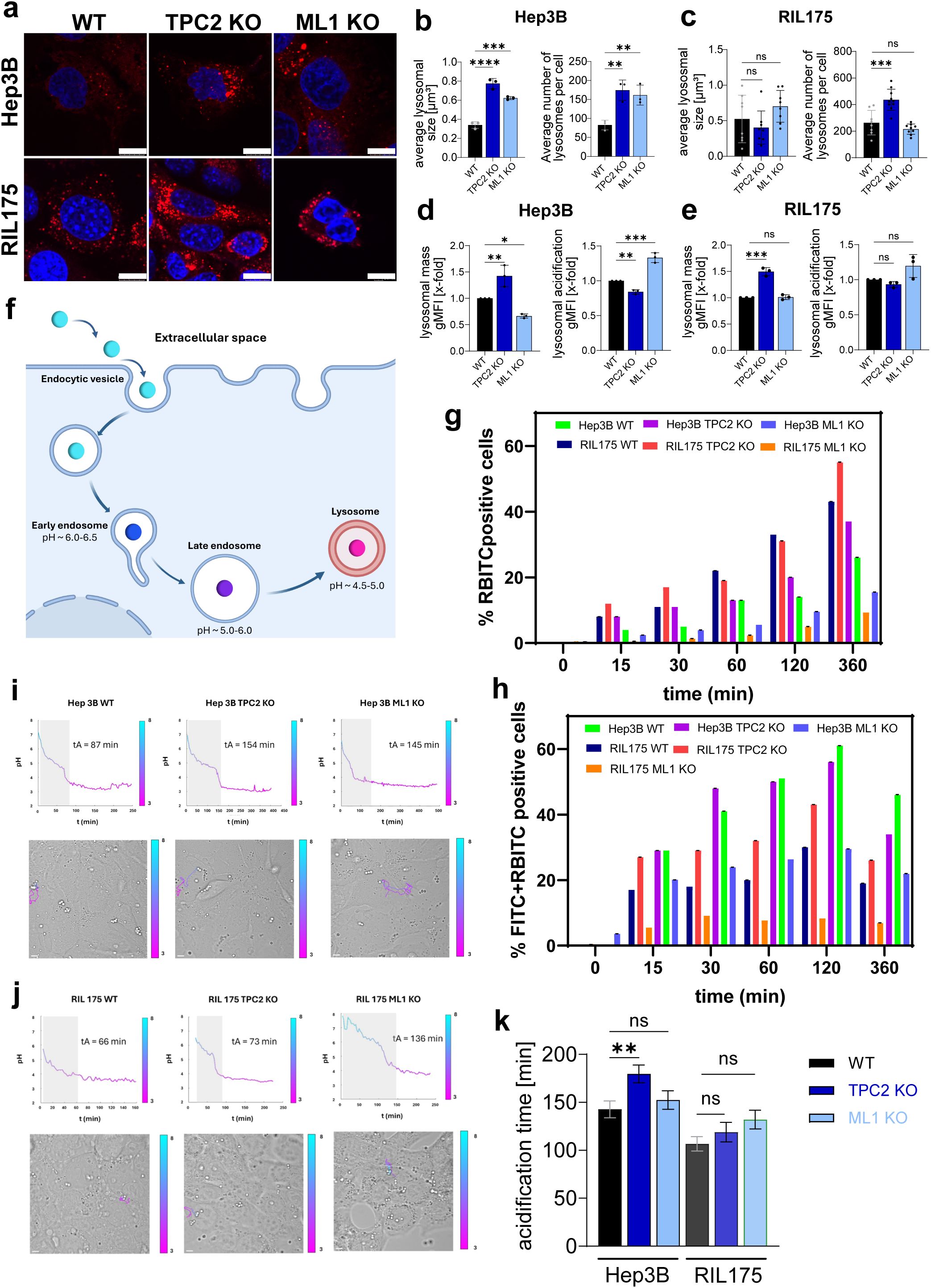 Microscopic images (a) show lysosomes in Hep3B and RIL175 cells with wild-type, TPC2 knockout, and ML1 knockout labels. Bar graphs (b-e) compare lysosomal averages, numbers, masses, and acidification. Diagram (f) illustrates endosome-lysosome maturation. Graphs (g, h) display RBITC positive cell percentages over time. Charts (i, j) depict pH changes and visual cell data, with acidification times marked. Bar graph (k) indicates acidification times across different conditions.