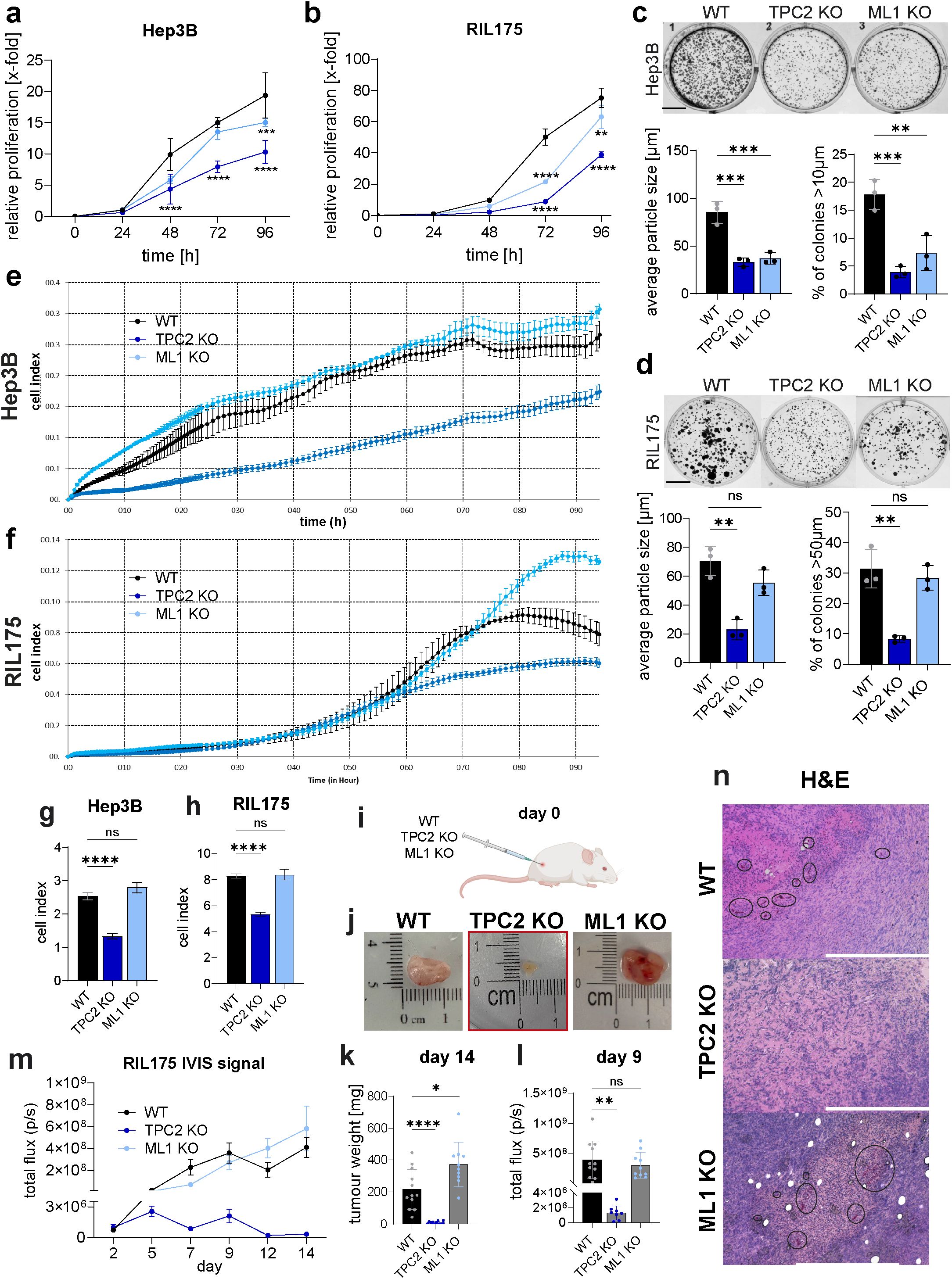 A composite image showing multiple panels related to a scientific study. Panels (a) and (b) are line graphs depicting relative proliferation of Hep3B and RIL175 cells over 96 hours. Panels (c) and (d) are colony formation assays with accompanying bar graphs illustrating average particle size and colony percentages. Panels (e) and (f) show cell index changes over time for Hep3B and RIL175, respectively. Panels (g) and (h) present bar graphs of cell indexes for Hep3B and RIL175. Panel (i) depicts a diagram of a mouse model. Panel (j) shows images of tumors with rulers for scale. Panels (k) and (l) provide bar graphs of tumor weight and total flux measurements. Panel (m) presents a line graph of RIL175 IVIS signal over 14 days. Panel (n) displays H&E-stained histological images of tissue samples.