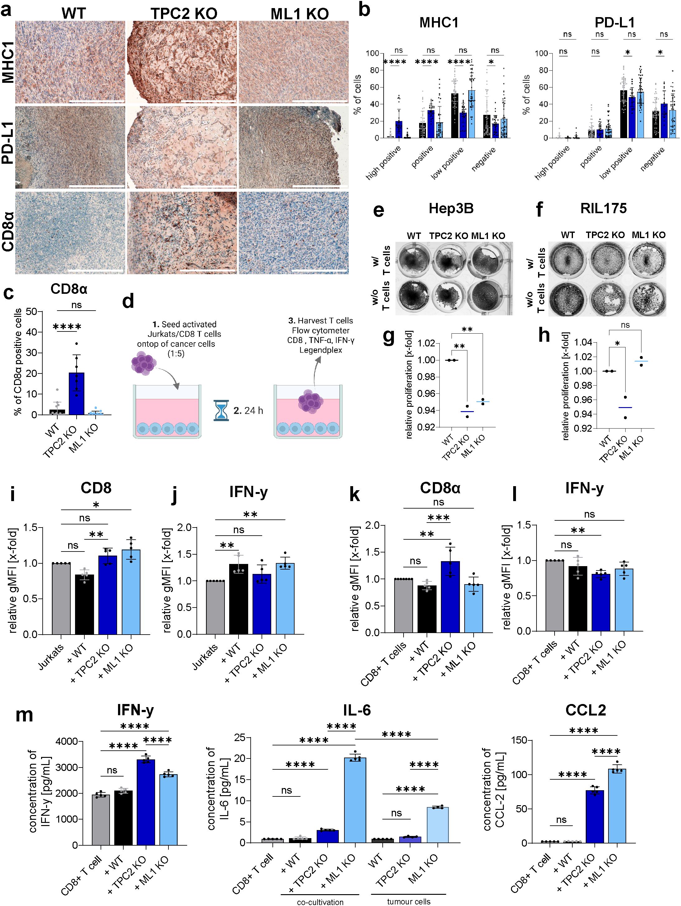 A multi-panel scientific figure. Panel (a) shows stained tissue sections comparing WT, TPC2 KO, and ML1 KO for MHC1, PD-L1, and CD8α. Panel (b) presents bar graphs of MHC1 and PD-L1 expression percentages. Panel (c) displays a bar graph for CD8α positive cell percentages. Panel (d) illustrates the experimental setup diagram for T-cell and cancer cell interaction assay. Panels (e) and (f) show cell proliferation images with and without T-cells for Hep3B and RIL175 cell lines. Panels (g) and (h) present relative proliferation data. Panels (i) to (l) exhibit graphs of CD8 and IFN-γ levels. Panel (m) shows concentration graphs for IFN-γ, IL-6, and CCL2. Statistical significance indicated across graphs.