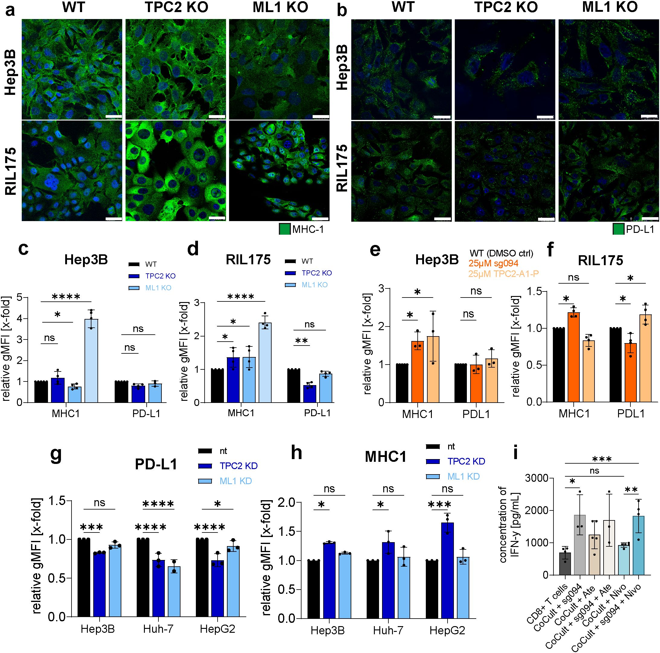 Fluorescent microscopy images and bar graphs analyze MHC-1 and PD-L1 expression in Hep3B and RIL175 cells. Images in panels a and b show wild type (WT), TPC2 knockout (KO), and ML1 KO samples stained for MHC-1 and PD-L1. Panels c to i display bar graphs comparing relative gMFI across different conditions, indicating significant differences with asterisks. Panel i shows IFNγ concentration in various sample conditions. Statistical significance is indicated as follows: ns for not significant, ** for p<0.01, *** for p<0.001, and **** for p<0.0001.