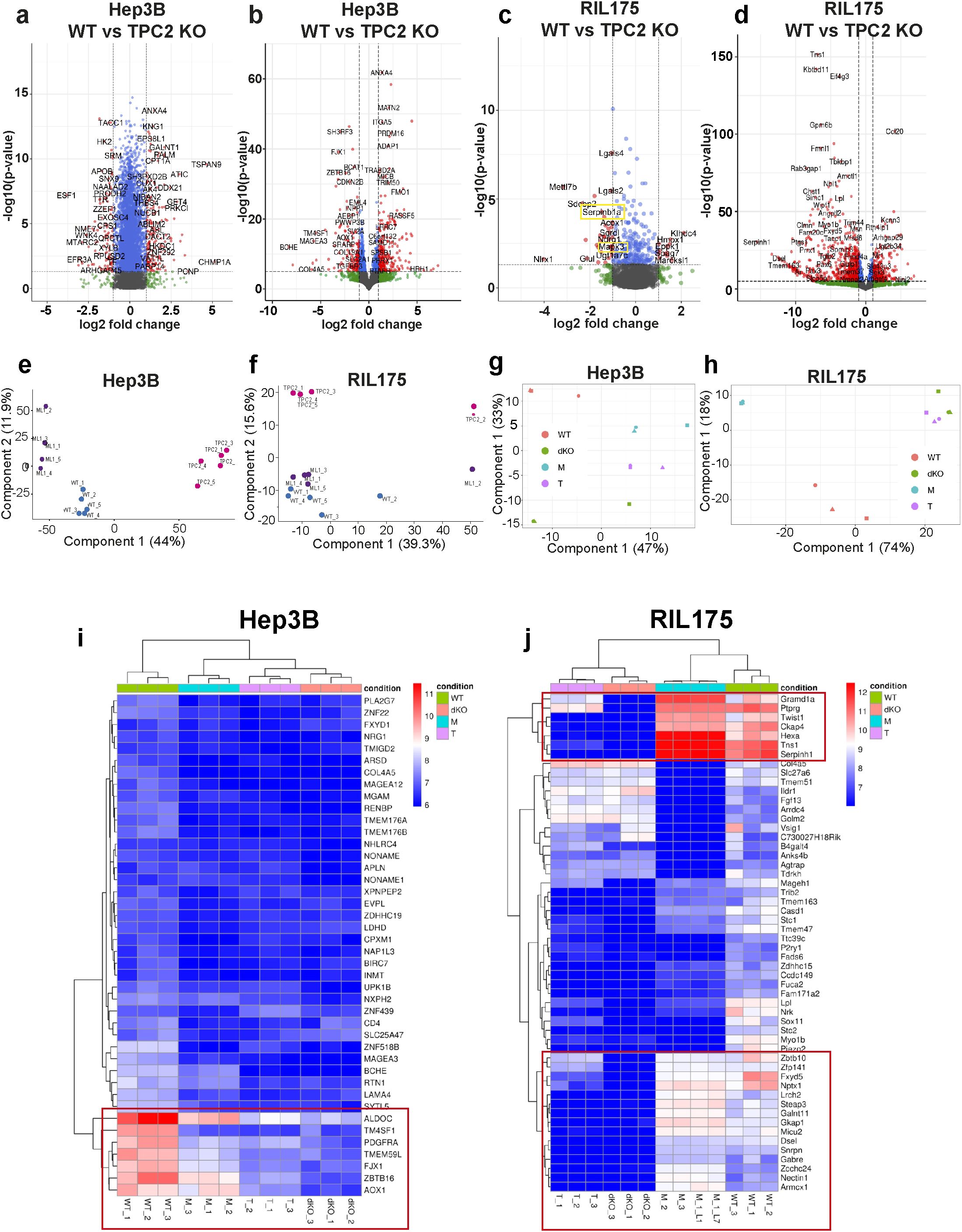 The image consists of multiple panels with analyses of Hep3B and RIL175 cell data. Panels a-d show volcano plots of gene expression changes between wild type and TPC2 knockout cells. Panels e-h present principal component analyses (PCA) with colored points representing different conditions. Panels i and j display heat maps of gene expression for Hep3B and RIL175, with hierarchical clustering showing conditions such as WT and KO. The color gradient indicates expression levels. Legend and axes are labeled throughout to guide interpretation.