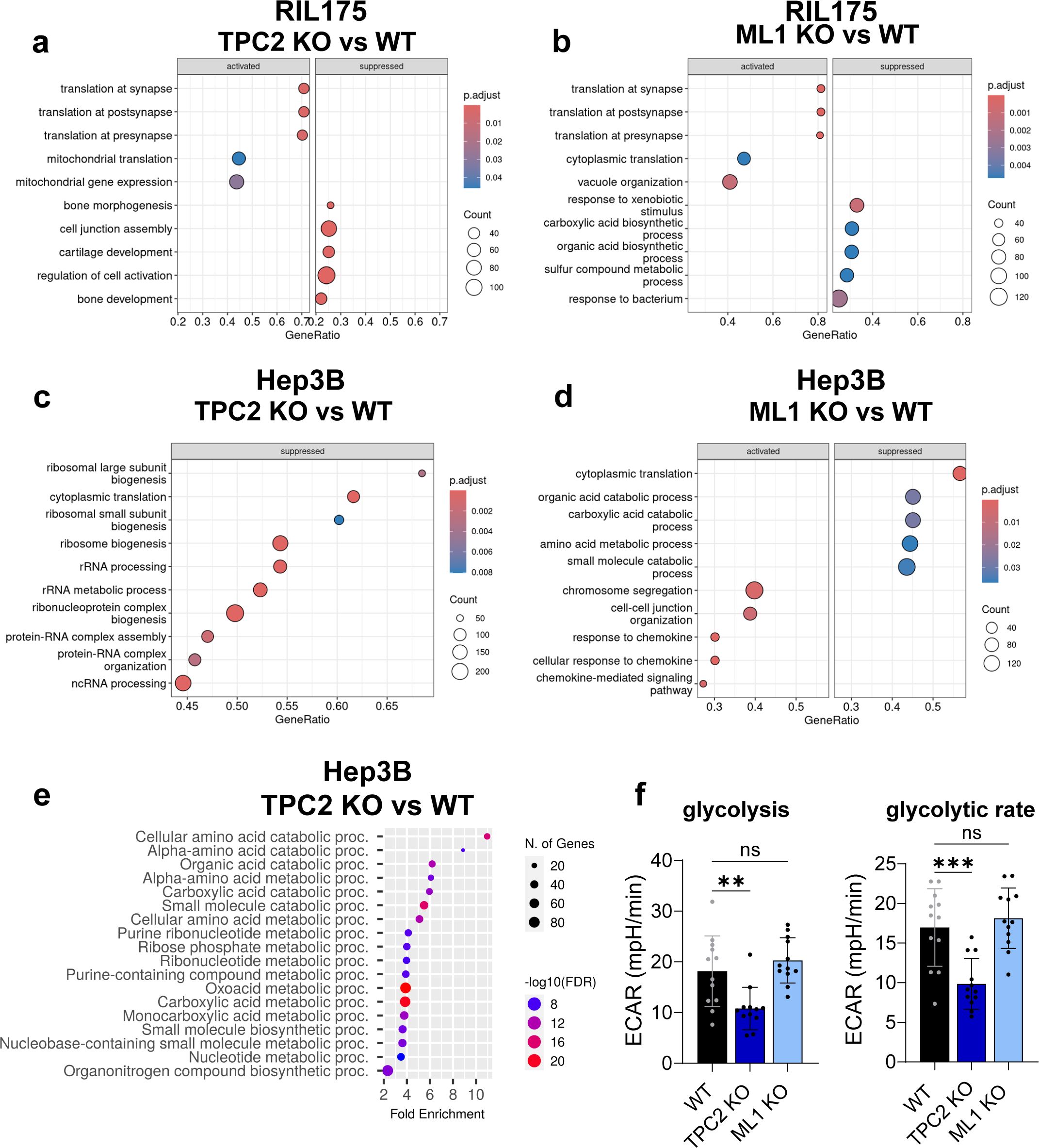 Grouped images depicting various scientific data analyses comparing knockout (KO) and wild-type (WT) conditions. Panels a to d show dot plots with gene sets on the y-axis and GeneRatio on the x-axis, indicating activation and suppression with color representing p-values and size indicating count. Panel e displays a dot plot for fold enrichment with darker colors representing higher FDR values. Panel f presents bar graphs comparing ECAR for glycolysis and glycolytic rate, indicating significant differences with asterisks for p-values.