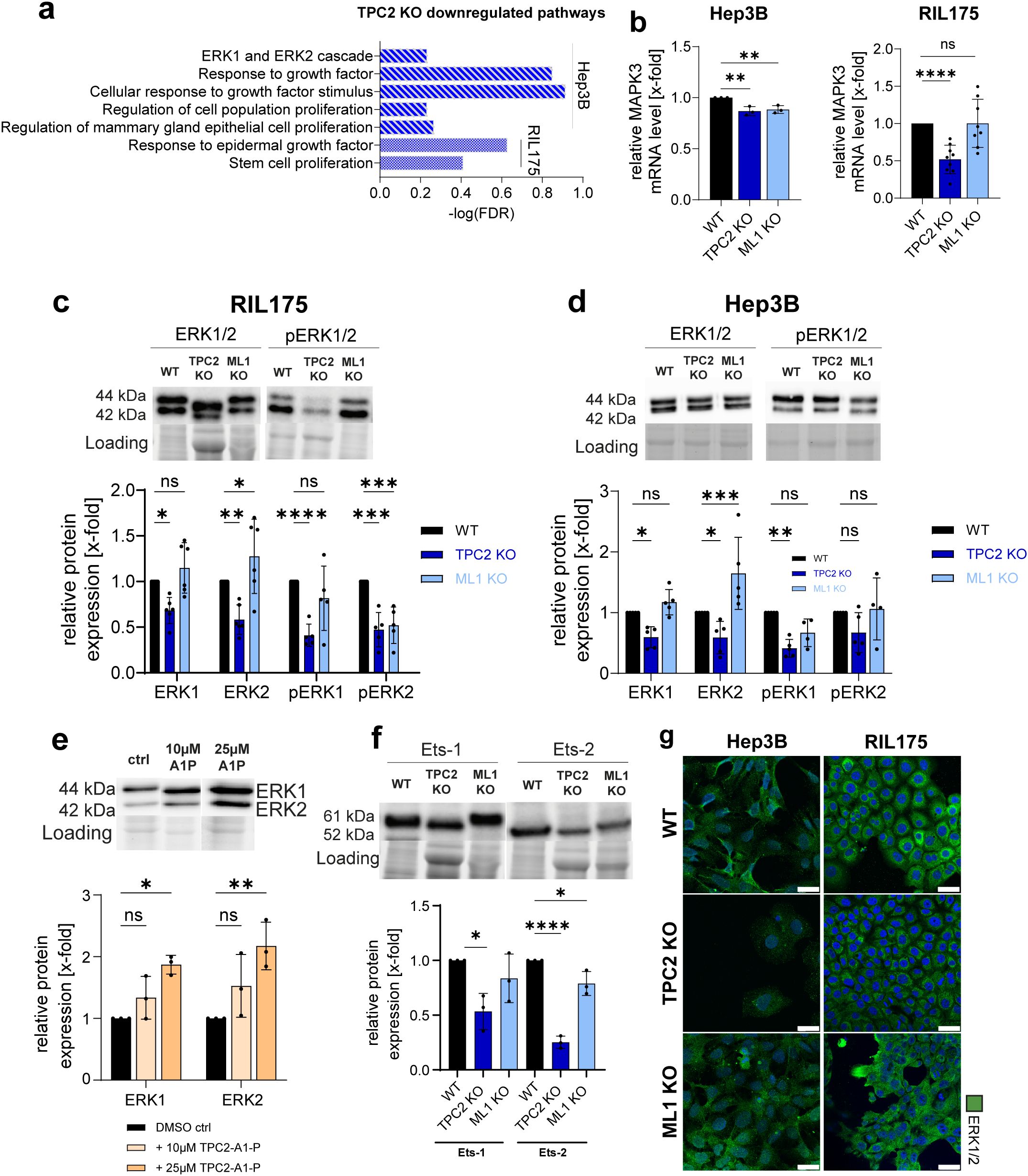Graphs and images show the effects of TPC2 knockout (KO) compared to wild-type (WT) and ML1 KO on various pathways and expressions. Panel (a) displays a bar chart of downregulated pathways in TPC2 KO cell lines Hep3B and RIL175. Panels (b) to (f) show relative mRNA and protein expressions across different conditions, with statistical significance indicated. Panel (g) presents immunofluorescence images of ERK1/2 expression in Hep3B and RIL175 cell lines under WT, TPC2 KO, and ML1 KO conditions, showing differences in localization and intensity.