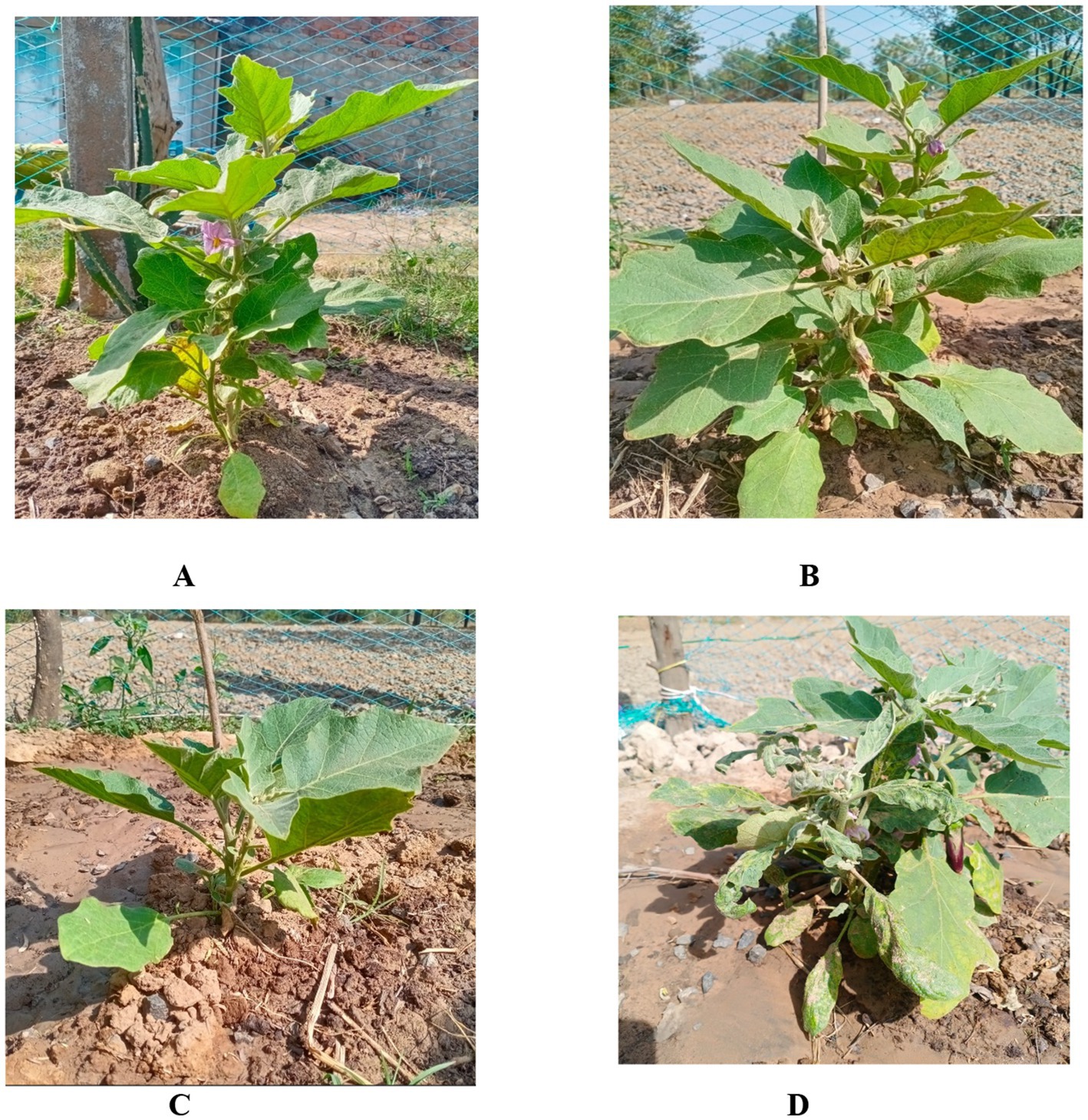 Four images labeled A to D depict young plants growing in soil with green fencing in the background. Each plant features broad green leaves, and some have small blossoms visible. The setting is an outdoor garden environment with visible soil and surrounding vegetation.