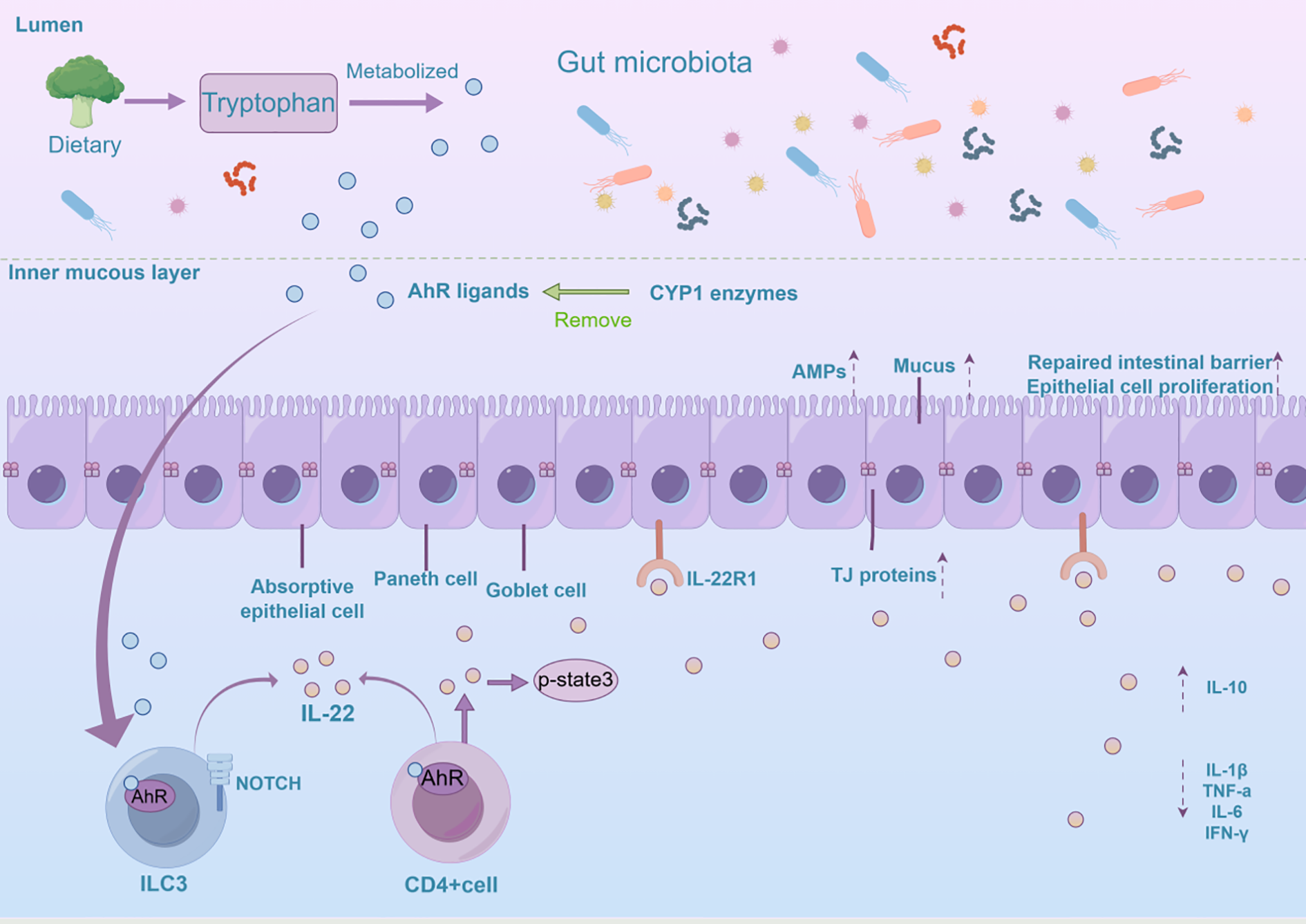 AhR is activated in the intestine by various ligands, including tryptophan metabolites, microbiota-derived metabolites, and dietary compounds. This activation influences IL-22 expression in CD4+ T cells and ILC3s. IL-22 then promotes intestinal epithelial cell proliferation, tissue repair, and antimicrobial peptide secretion, maintaining the mucosal barrier, reducing inflammation, and supporting intestinal balance and homeostasis.