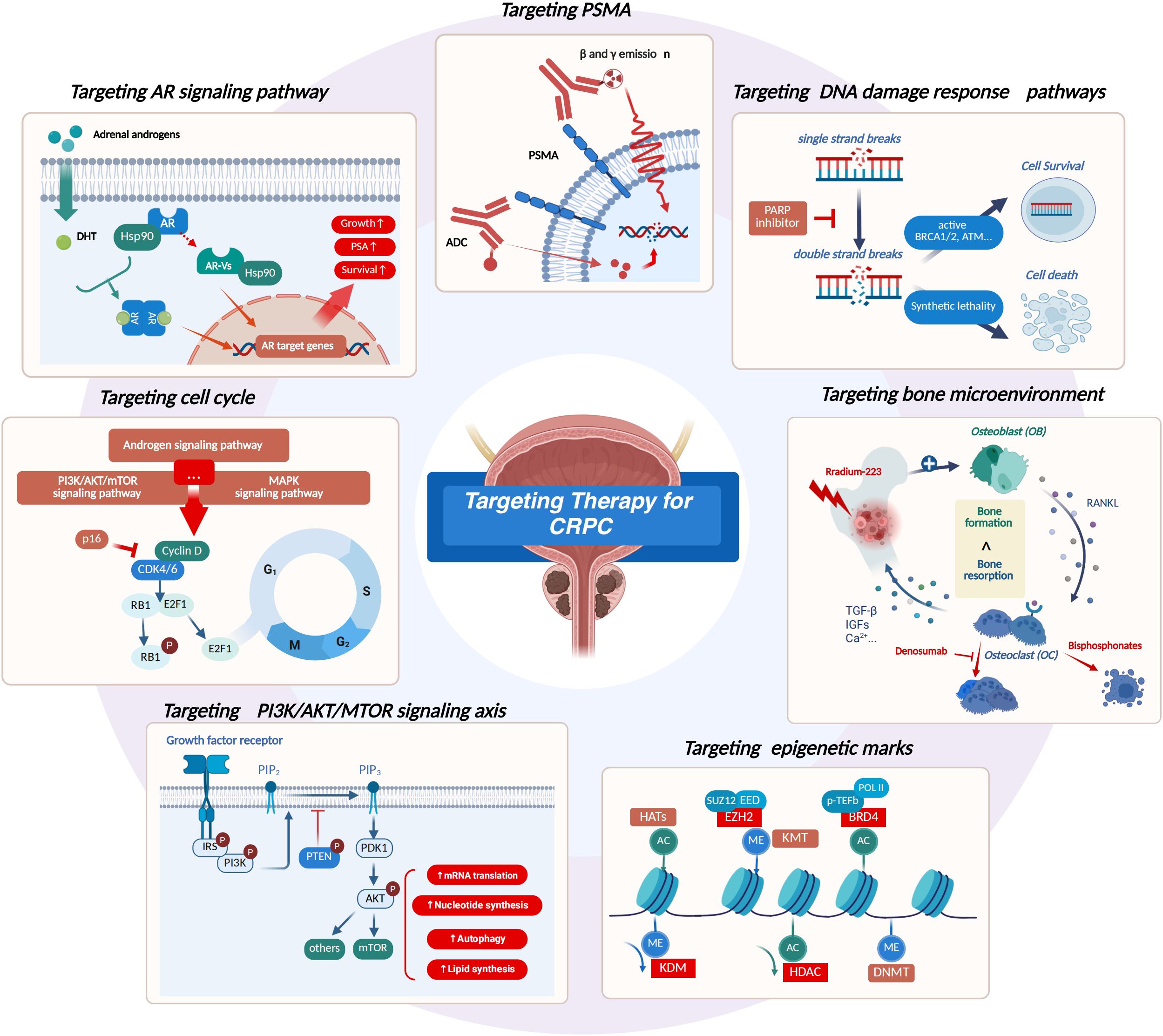 Diagram illustrating various targeting therapies for CRPC. Central panel highlights “Targeting Therapy for CRPC” with surrounding sections: AR signaling pathway, PSMA, DNA damage response pathways, bone microenvironment, cell cycle, PI3K/AKT/MTOR signaling axis, and epigenetic marks. Each section includes detailed molecular pathways and potential therapeutic interventions.