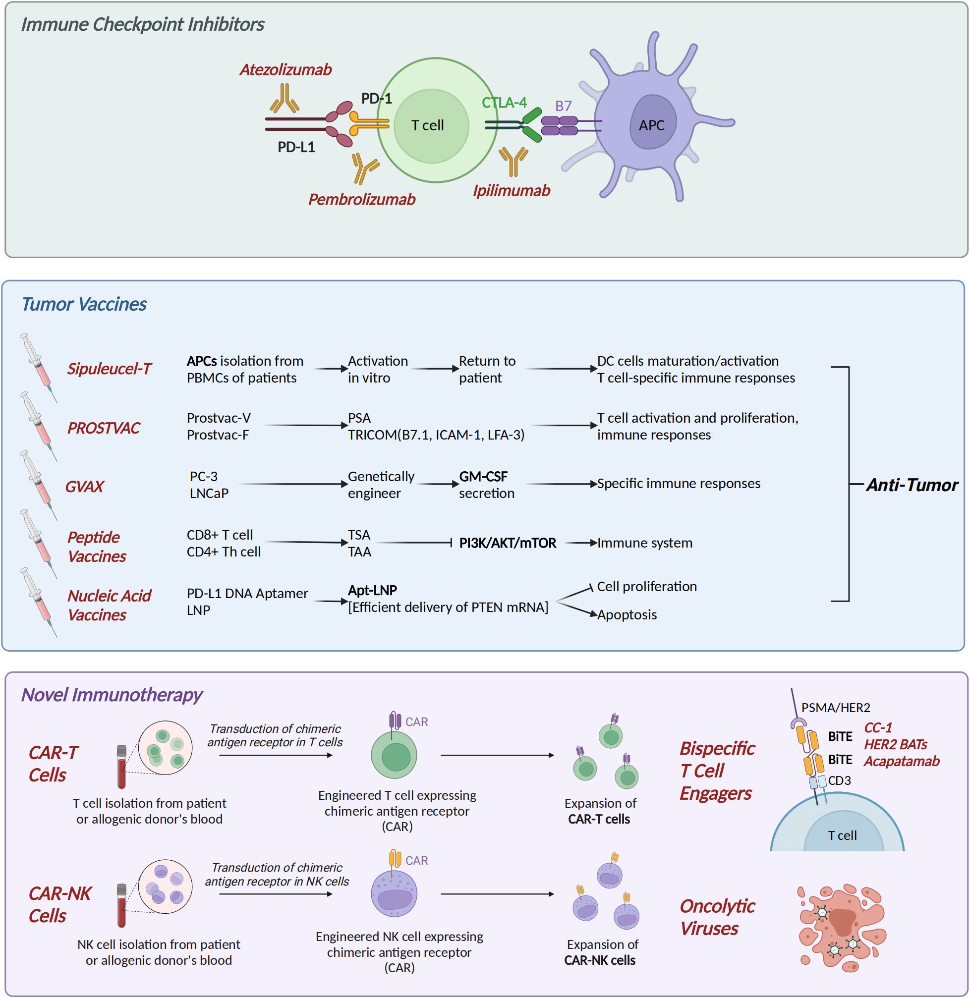 Illustration showing three sections of cancer immunotherapy approaches. The first section, “Immune Checkpoint Inhibitors,” depicts the interaction between T cells and antigen-presenting cells with drugs like Atezolizumab and Ipilimumab. The second section, “Tumor Vaccines,” describes various vaccines such as Sipuleucel-T and PROSTVAC promoting anti-tumor responses. The third section, “Novel Immunotherapy,” covers CAR-T and CAR-NK cell therapies, bispecific T cell engagers, and oncolytic viruses. Each section uses arrows and labels to illustrate processes and interactions involved in enhancing the immune response against tumors.