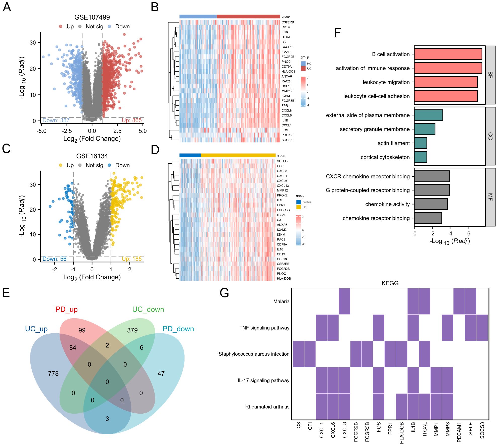 Volcano plots and heatmaps display gene expression data from datasets GSE107499 and GSE16134, highlighting upregulated and downregulated genes. A Venn diagram shows gene overlaps between conditions PD and UC. A bar graph depicts significant biological processes, cellular components, and molecular functions. A KEGG pathway heatmap illustrates gene involvement in pathways like TNF signaling and rheumatoid arthritis.