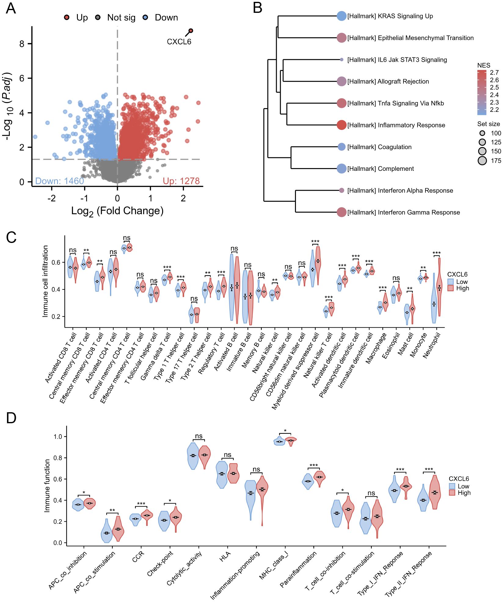 Panel A displays a volcano plot indicating gene expression changes, highlighting significant upregulation (red) and downregulation (blue) with CXCL6 marked. Panel B shows a cluster diagram with pathways affected by CXCL6, such as KRAS signaling and immune responses. Panel C presents violin plots comparing immune cell infiltration in low and high CXCL6 expression groups, denoted by blue and red colors respectively, with statistical significances marked. Panel D contains violin plots illustrating variations in immune function related to CXCL6 levels, again using blue and red to contrast low and high expression.