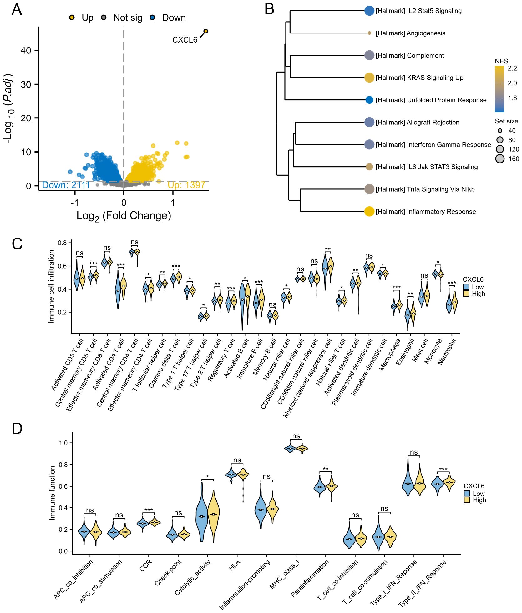 A collection of data visualizations analyzing CXCL6 expression and its effects. Panel A shows a volcano plot with genes colored by significance and direction of change; CXCL6 is highlighted. Panel B is a heatmap dendrogram depicting enriched pathways with node sizes indicating set size and colors showing normalized enrichment scores. Panels C and D display violin plots comparing immune cell infiltration and immune function, respectively, stratified by low and high CXCL6 expression. Statistical significance is marked with asterisks, and “ns” indicates not significant.
