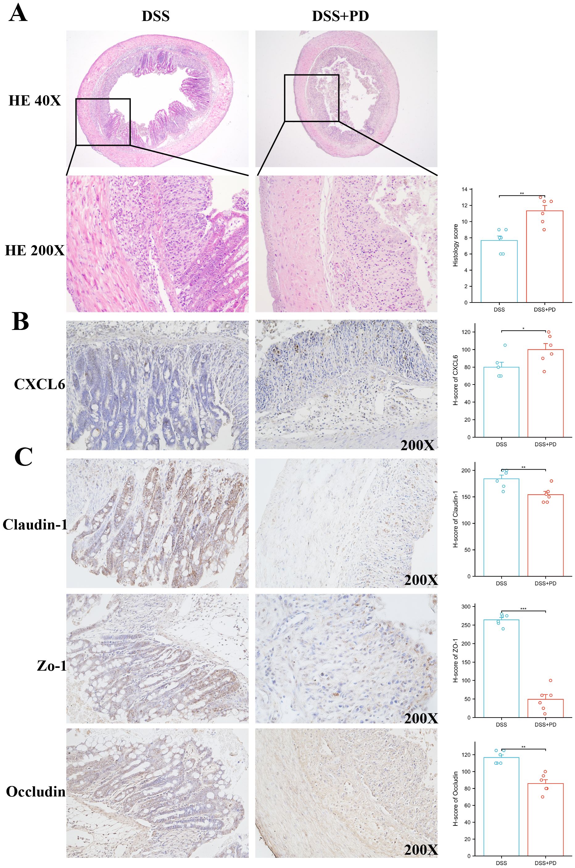 Histological comparison of DSS and DSS+PD treatments. A: HE staining shows intestinal tissue structure at 40x and 200x magnifications with bar charts indicating histology scores. B: Images of CXCL6 expression with corresponding bar chart. C: Images showing Claudin-1, Zo-1, and Occludin expression, each with their H-score bar charts. The DSS+PD treatment shows differing expression levels and histological changes compared to DSS alone.