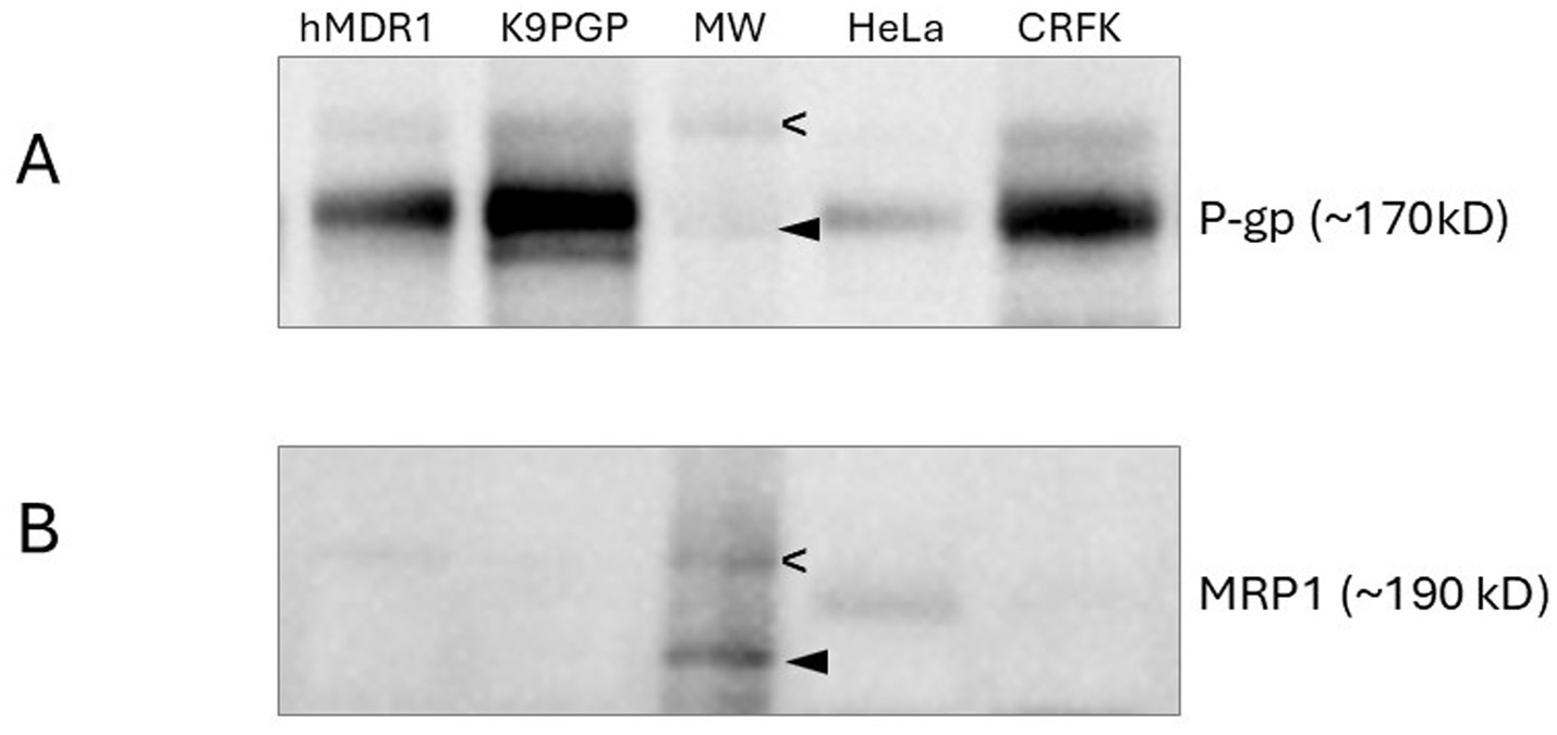 Western blot image showing protein expressions. Panel A displays bands for P-glycoprotein (P-gp) around 170 kDa in samples hMDR1, K9PGP, and CRFK. Panel B shows MRP1 around 190 kDa. Sample identities and molecular weight markers are labeled at the top.
