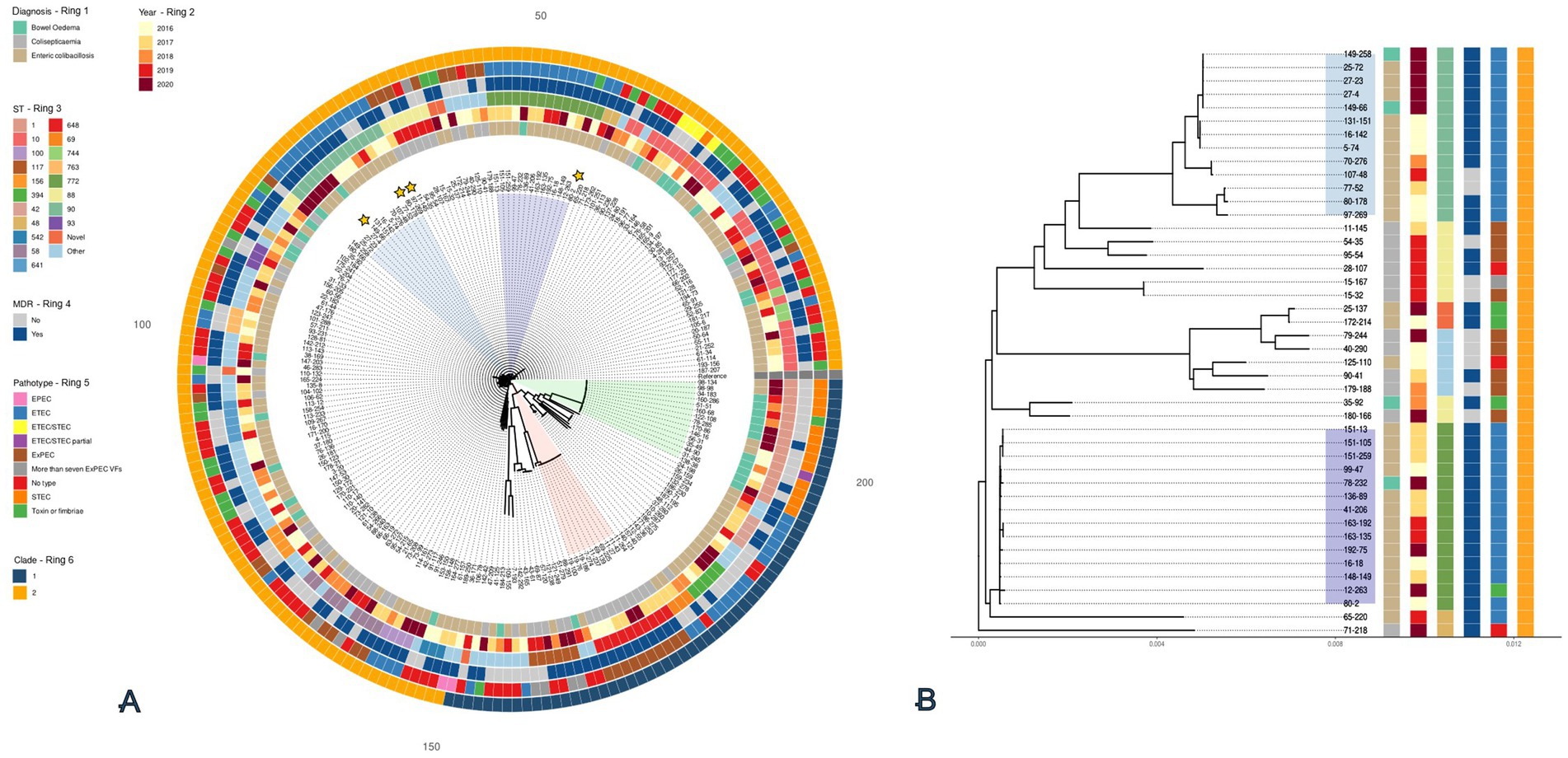 Two panels depict phylogenetic analysis. Panel A shows a circular phylogenetic tree with outer rings representing different data categories, such as diagnosis, year, and clade. Panel B features a rectangular subtree from A, accompanied by color-coded data columns indicating various attributes.