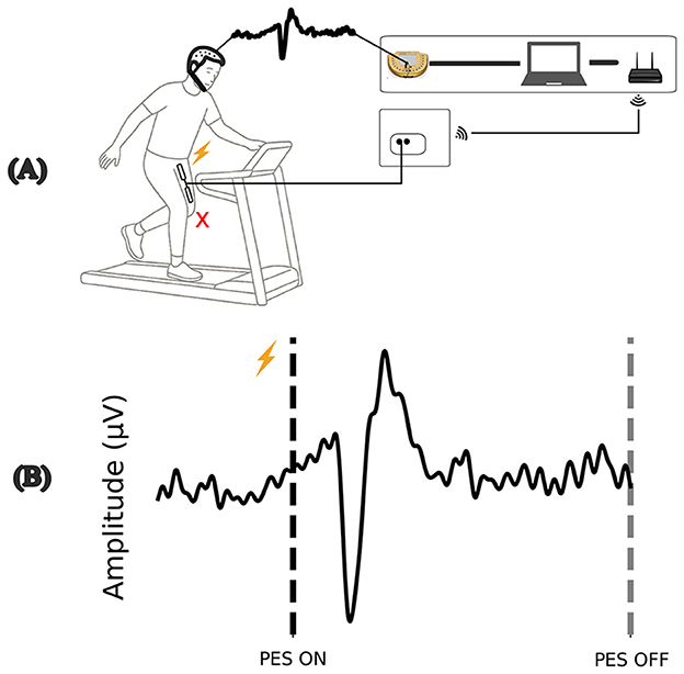 Illustration showing two diagrams. (A) A person walking on a treadmill, wearing a brain monitoring device, connected wirelessly to a computer. A symbol indicates electrical stimulation on the leg. (B) A graph plotting amplitude in microvolts over time, showing a spike during