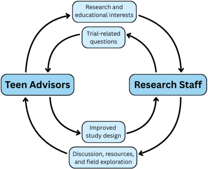 Flowchart depicting interaction between Teen Advisors and Research Staff. Arrows indicate exchange of: