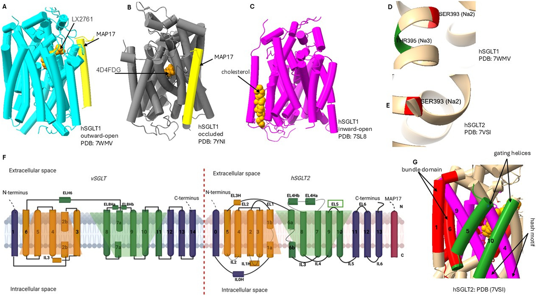 Structural diagrams of human sodium-glucose transporters. Panels A to C show different conformations of hSGLT1, highlighting ligands like LX2761, 4D4FDG, and cholesterol with color-coded helices. Panels D and E focus on the specific amino acids, serine and threonine, in hSGLT1 and hSGLT2. Panel F compares the transmembrane topology of vSGLT and hSGLT2, showing N and C termini positioning. Panel G highlights key structural elements of hSGLT2, such as gating helices, bundle domain, and hash motif. Each element is labeled clearly for identification.