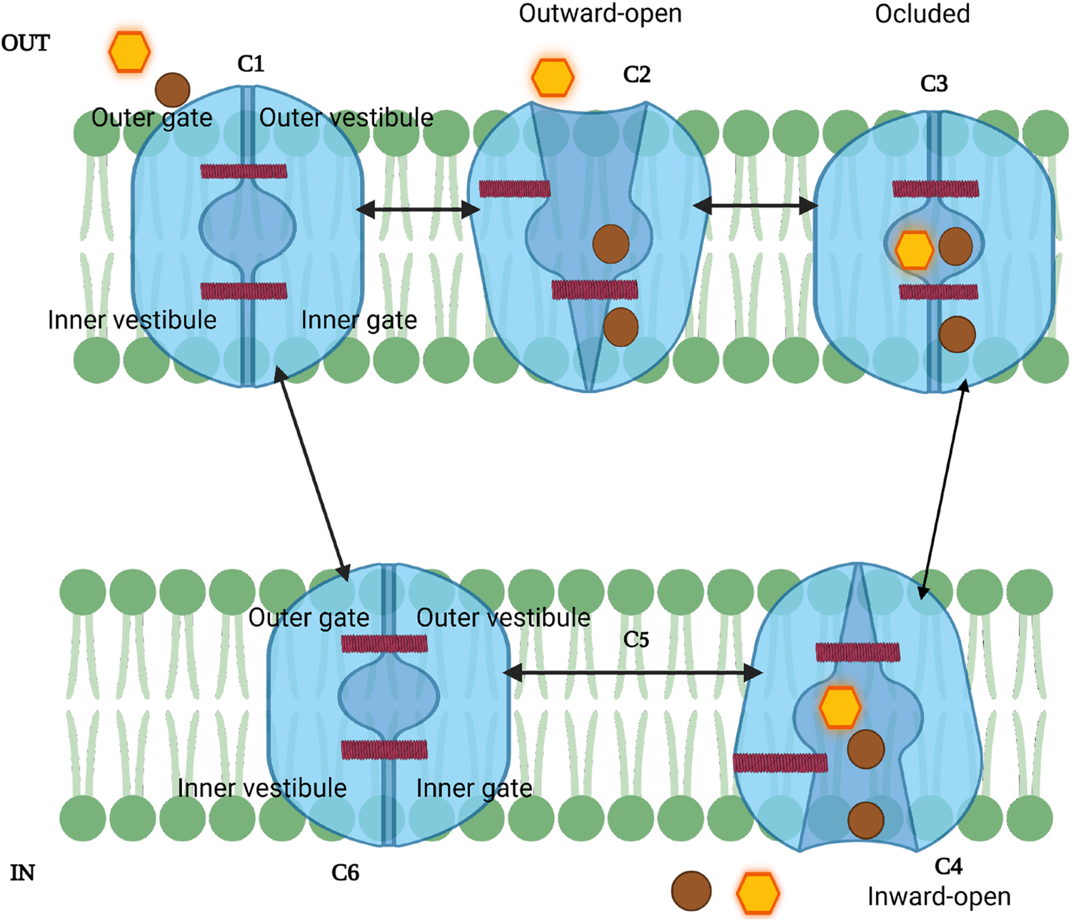 Diagram showing different states of a channel in a cell membrane. The channel transitions from outward-open (C2), occluded (C3), inward-open (C4), and between closed states (C1, C5, C6). Arrows indicate transitions, and hexagonal and circular shapes represent molecules interacting with the channel. Key parts labeled include outer gate, inner gate, outer vestibule, and inner vestibule.