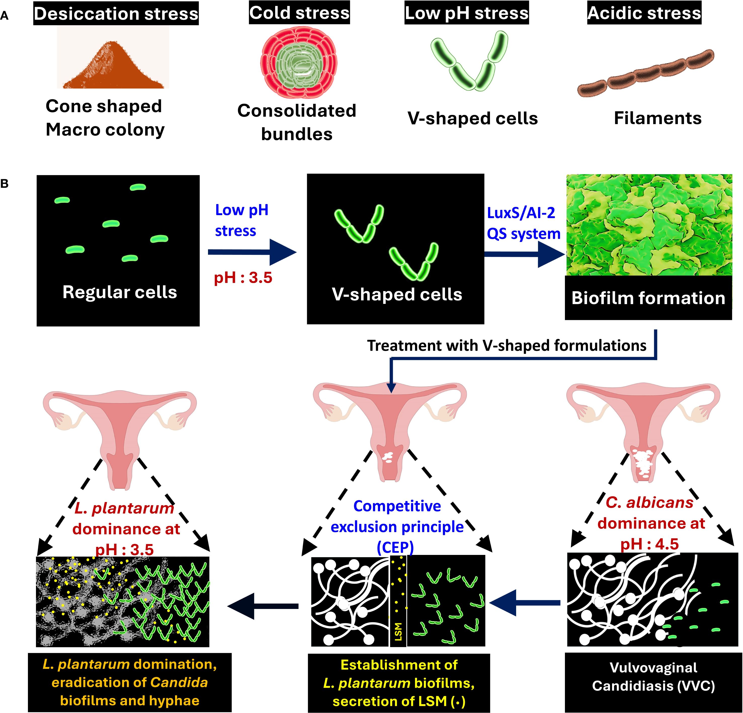 Illustration depicting bacterial responses to different stress conditions: desiccation, cold, low pH, and acidic, leading to various cell morphologies. Regular cells become V-shaped under low pH, forming biofilms. Treatment with V-shaped formulations shows effects on the female reproductive system, highlighting the dominance of L. plantarum at pH 3.5, competitive exclusion principle, and C. albicans dominance at pH 4.5. This addresses vulvovaginal candidiasis and the eradication of Candida biofilms.