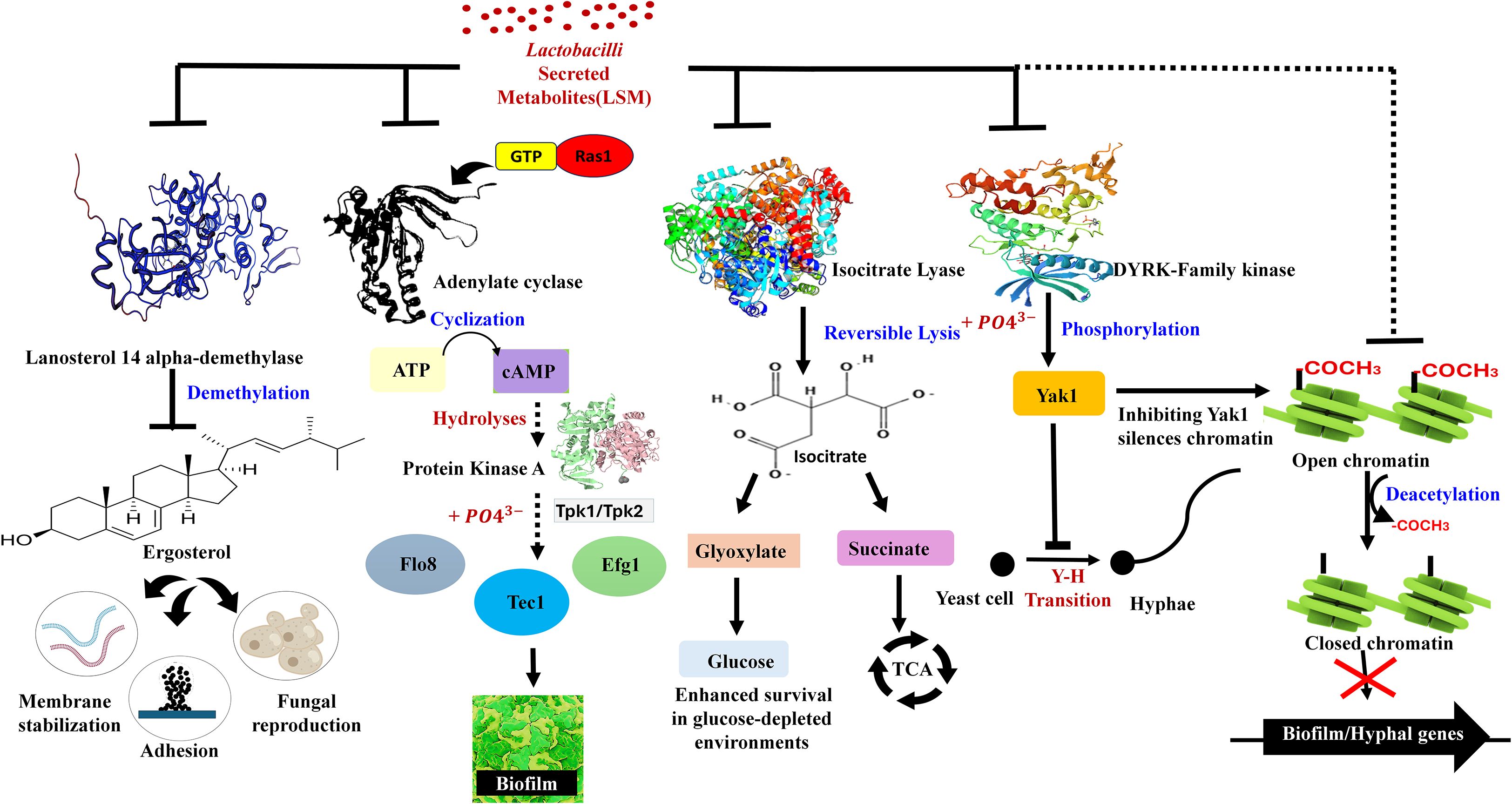 Illustration depicting molecular interactions and pathways involved in fungal cell processes, such as demethylation of lanosterol for ergosterol synthesis, impacting membrane stabilization and fungal reproduction. The diagram highlights Lactobacilli secreted metabolites influencing pathways via adenylate cyclase, Protein Kinase A, and isocitrate lyase. Phosphorylation activities by DYRK-family kinase and Yak1 are shown affecting chromatin states, influencing biofilm and hyphal gene expression. Key molecules like GTP, cAMP, isocitrate, glyoxylate, and succinate are detailed, along with their roles in cellular transitions and survival in glucose-depleted environments.