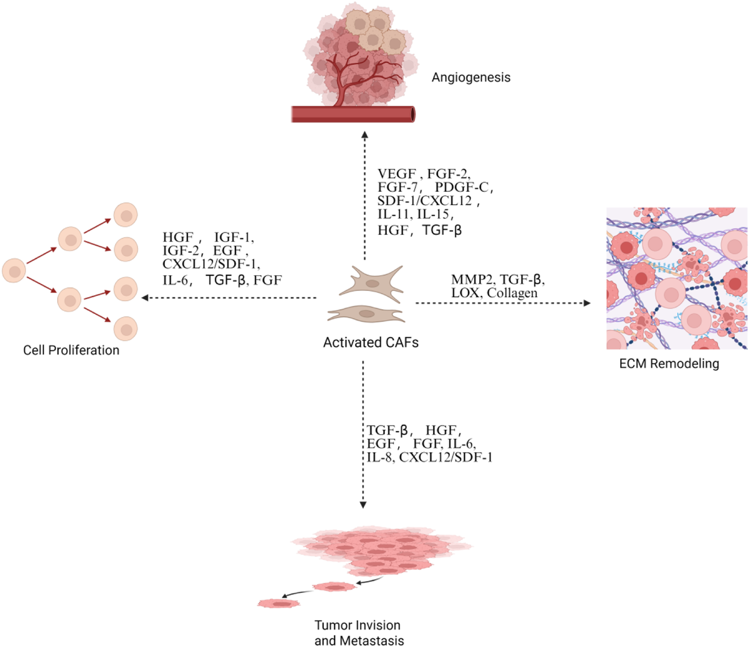 Diagram illustrating the role of activated cancer-associated fibroblasts (CAFs) in cancer progression. Central figure is activated CAFs with arrows pointing to angiogenesis, ECM remodeling, cell proliferation, and tumor invasion and metastasis. Each arrow is annotated with signaling molecules: angiogenesis involves VEGF and others; ECM remodeling involves MMP2, TGF-β, LOX, and collagen; cell proliferation involves HGF, IGF, etc.; and invasion/metastasis involves TGF-β, HGF, IL-8, etc.