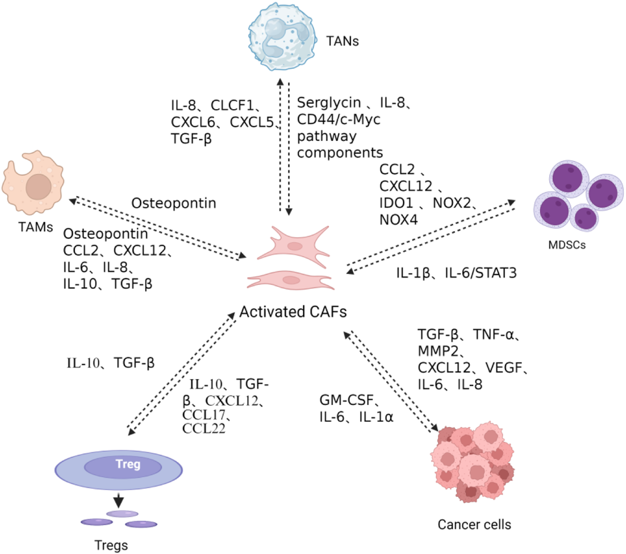 Diagram illustrating interactions among tumor-associated macrophages (TAMs), tumor-associated neutrophils (TANs), myeloid-derived suppressor cells (MDSCs), regulatory T cells (Tregs), activated cancer-associated fibroblasts (CAFs), and cancer cells. Arrows and text indicate signaling molecules like IL-8, IL-10, TGF-β, and others that facilitate communication and influence activation or suppression within the tumor microenvironment.