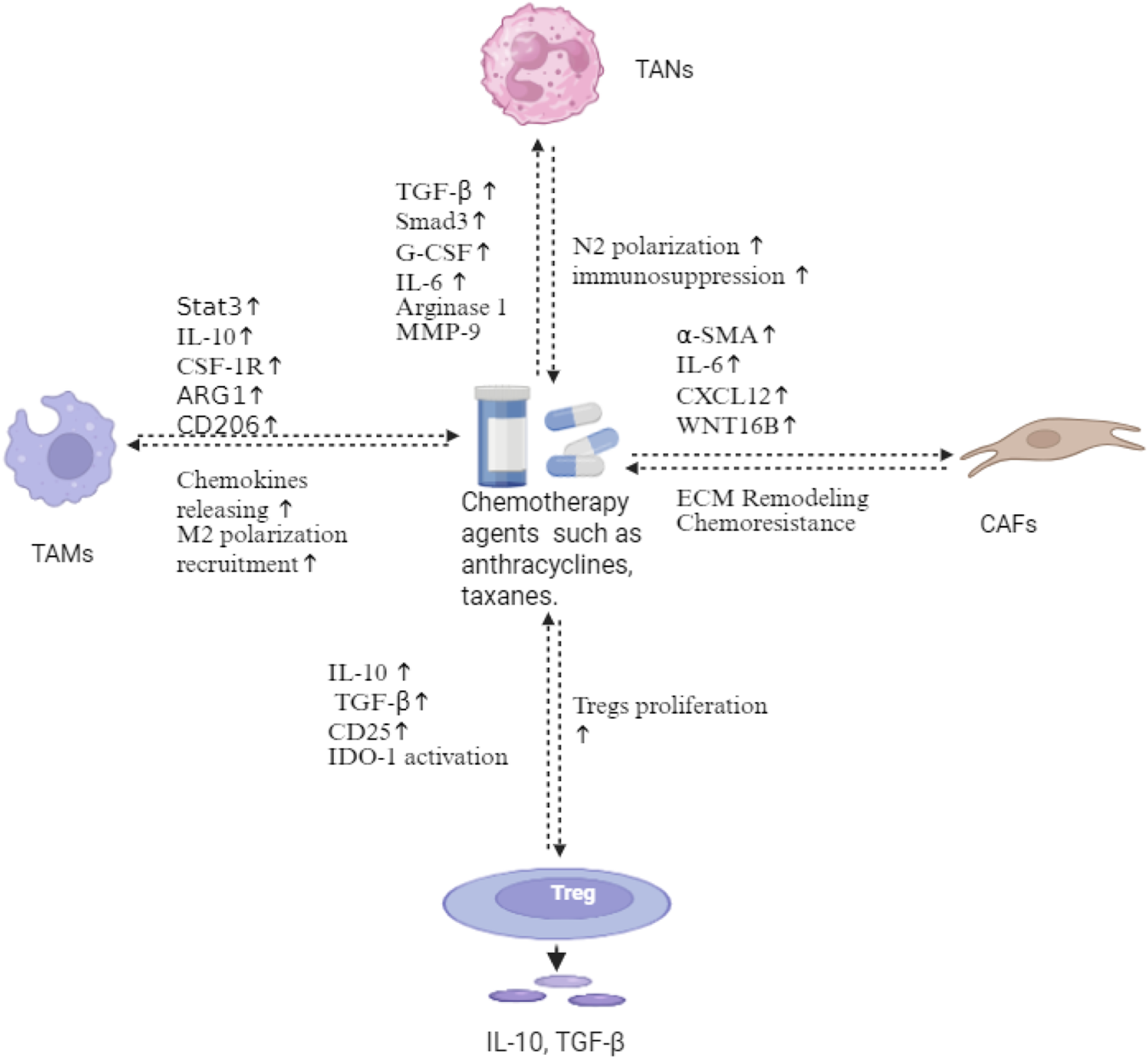 Diagram depicting interactions between cancer-associated fibroblasts (CAFs), tumor-associated macrophages (TAMs), tumor-associated neutrophils (TANs), and regulatory T cells (Tregs). Chemotherapy agents like anthracyclines and taxanes influence these cells, promoting chemoresistance, ECM remodeling, immunosuppression, and cell polarization. Key proteins and pathways involved include IL-6, IL-10, TGF-beta, CD206, and Smad3, illustrating their roles in the tumor microenvironment.