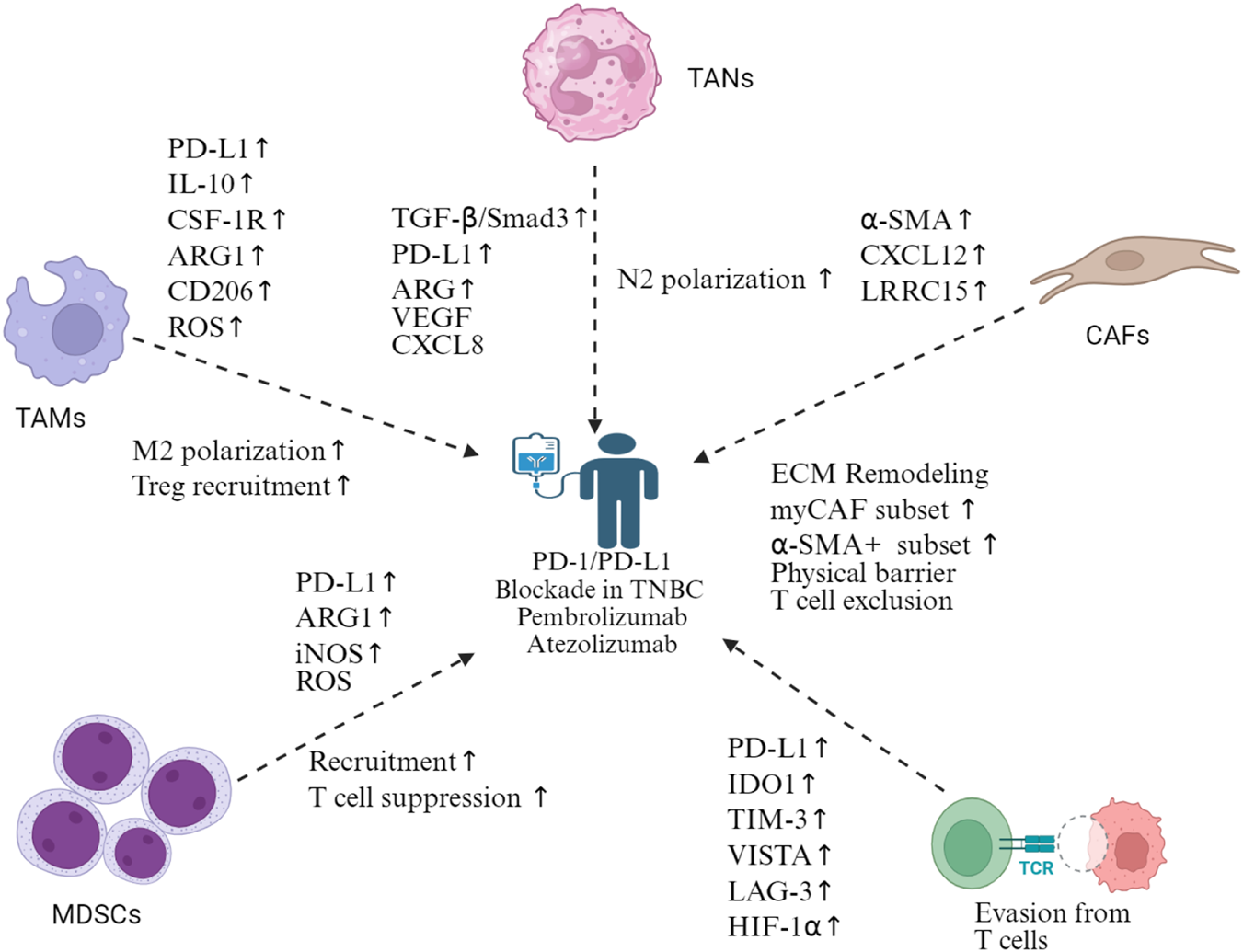 Diagram illustrating the effects of PD-1/PD-L1 blockade in triple-negative breast cancer (TNBC) using Pembrolizumab and Atezolizumab. It depicts interactions with tumor-associated macrophages (TAMs), tumor-associated neutrophils (TANs), cancer-associated fibroblasts (CAFs), myeloid-derived suppressor cells (MDSCs), and T cells. Various factors like PD-L1, IL-10, CSF-1R, and ECM remodeling are highlighted, showing increased polarization, recruitment, and T cell suppression or exclusion.